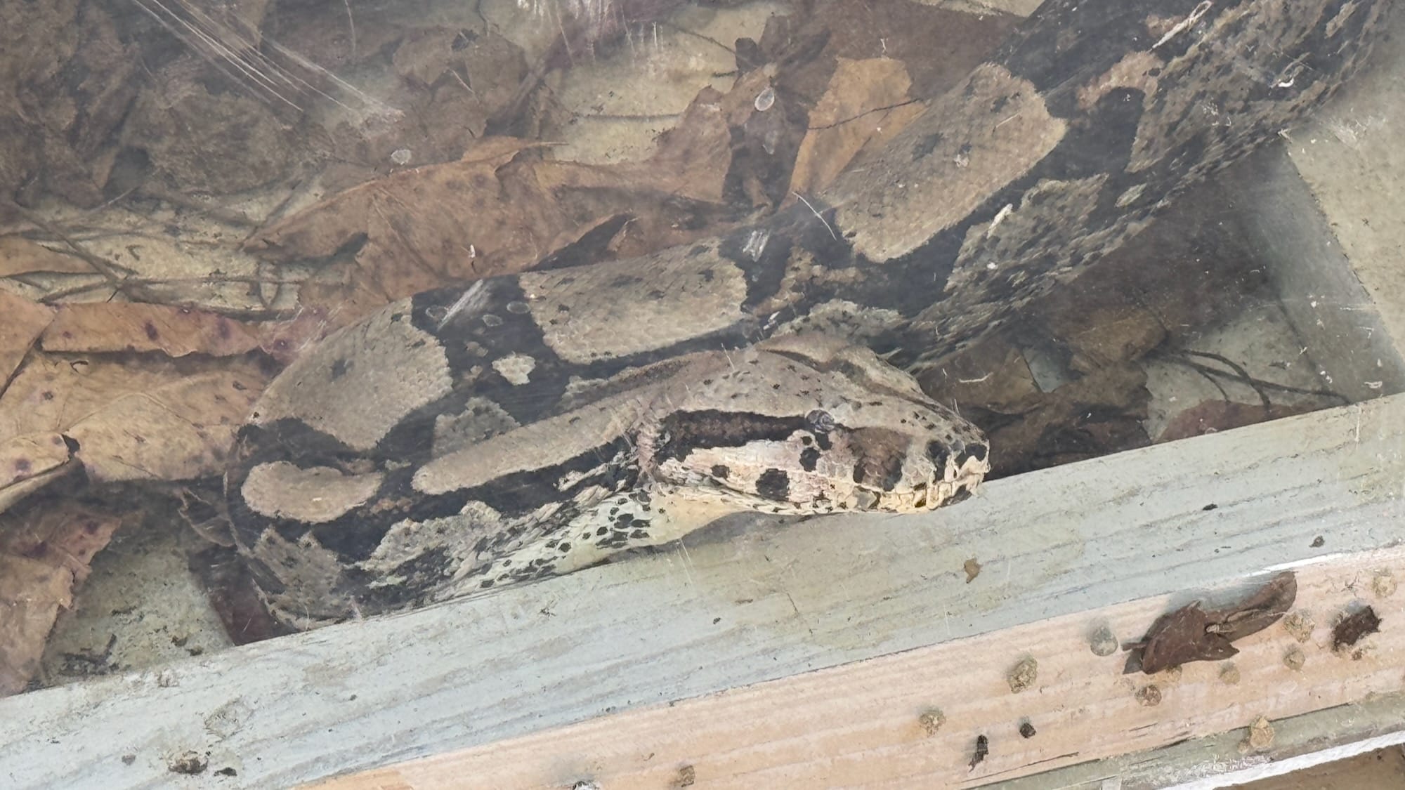 A close-up of a boa constrictor looking into the distance.