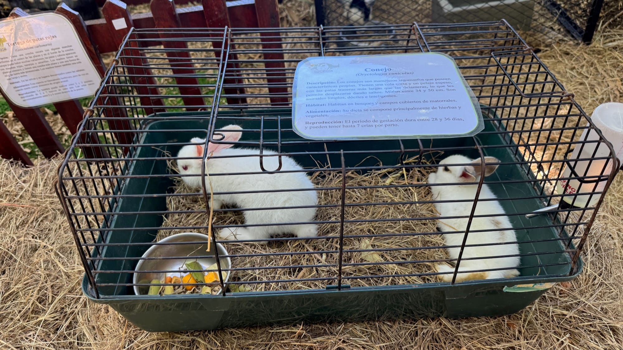 Two red-eyed white rabbits in a small cage. One is lying down, while the other is wandering around.