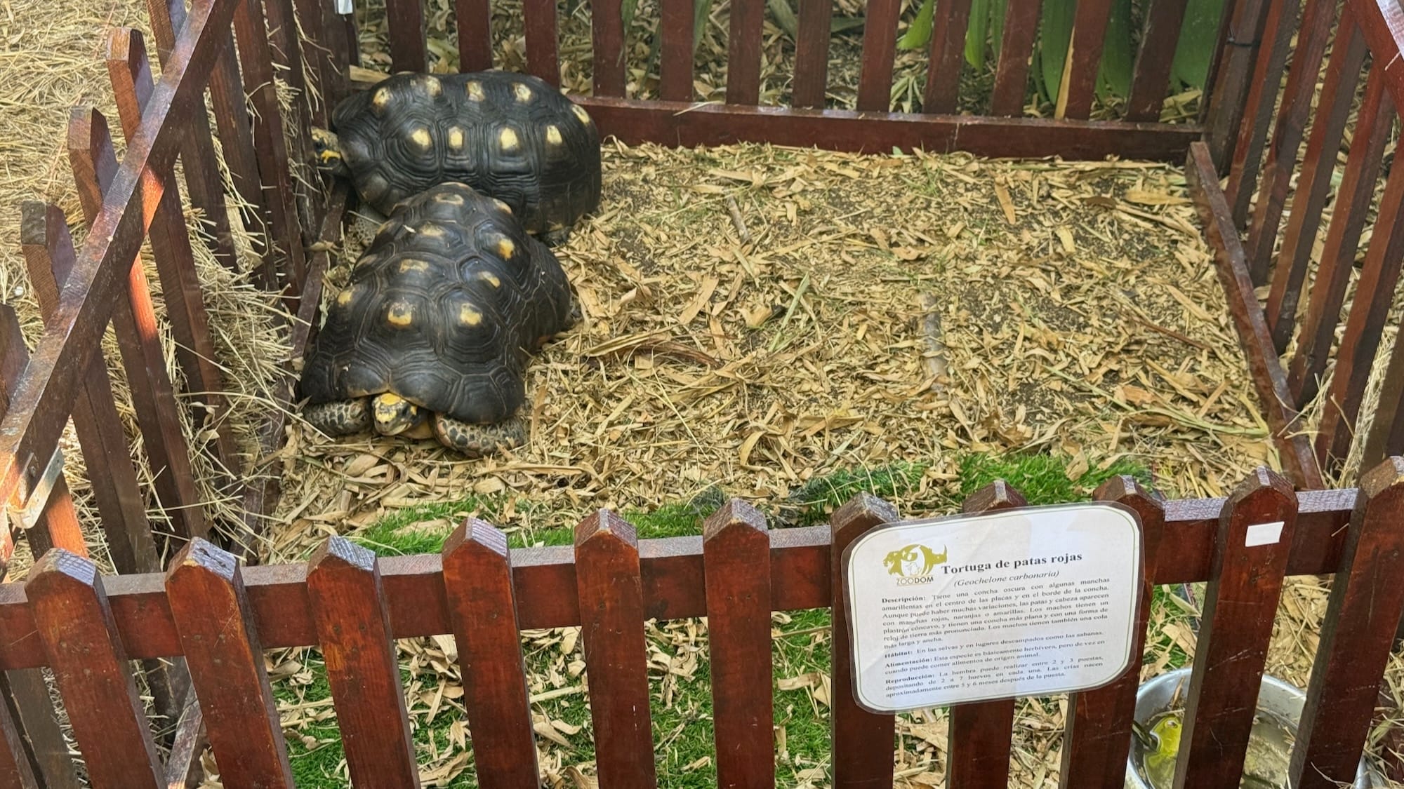 Two red-footed tortoises in a petting enclosure. They're both sitting, but one is looking out from the fence of their enclosure. Their feet are not visibly red whatsoever.
