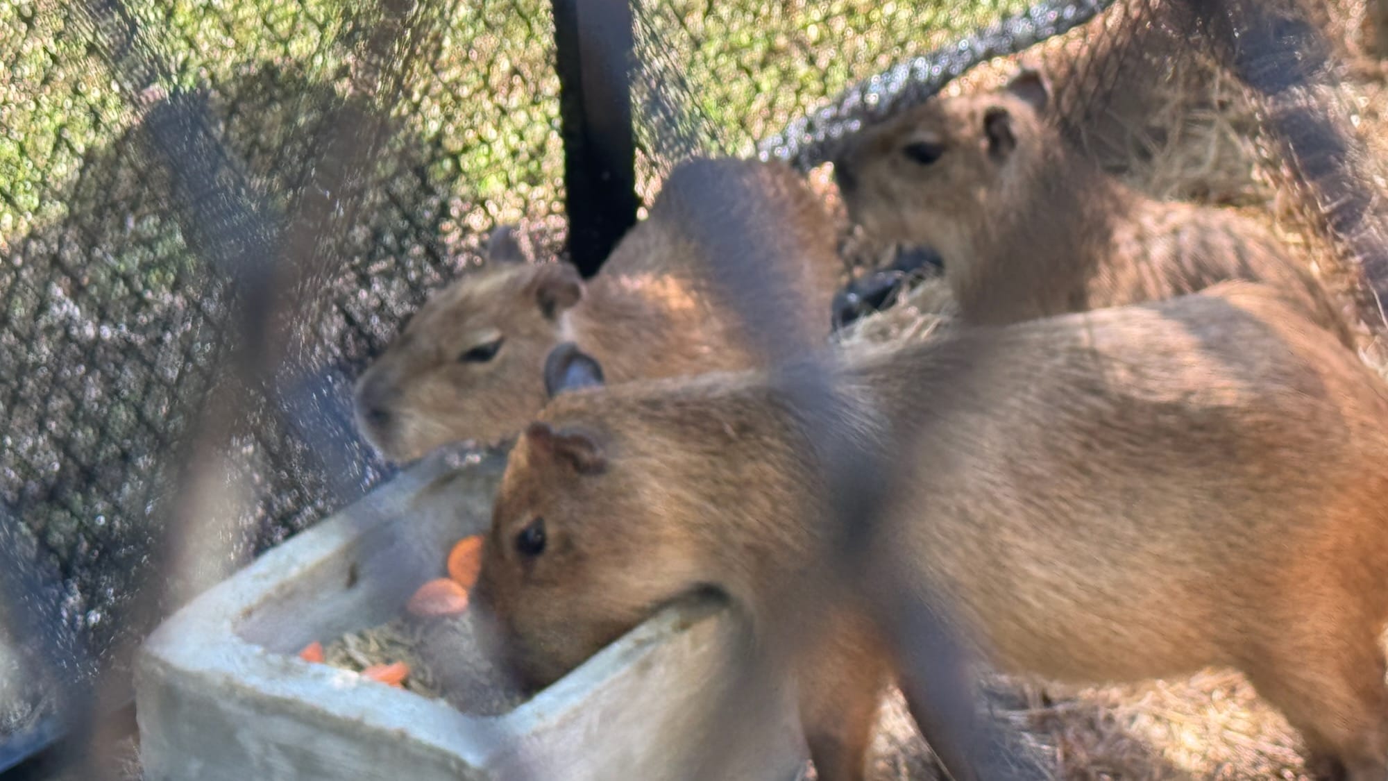 Two capybaras eating food, and another looking off into the distance.