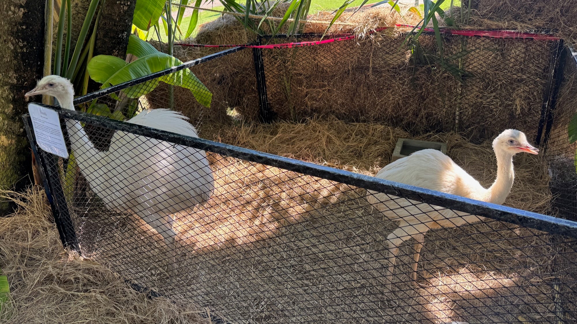 Two ñandús (Greater rheas) in an enclosure. One is taller and whiter, while the other is smaller and slightly more yellow.