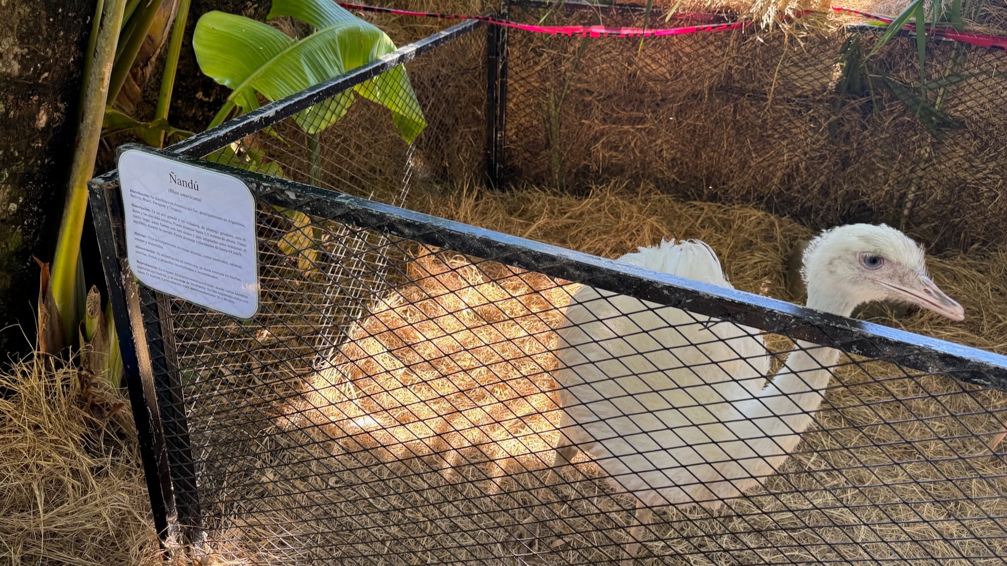A ñandú (Greater rhea) right next to a sign describing what they are.