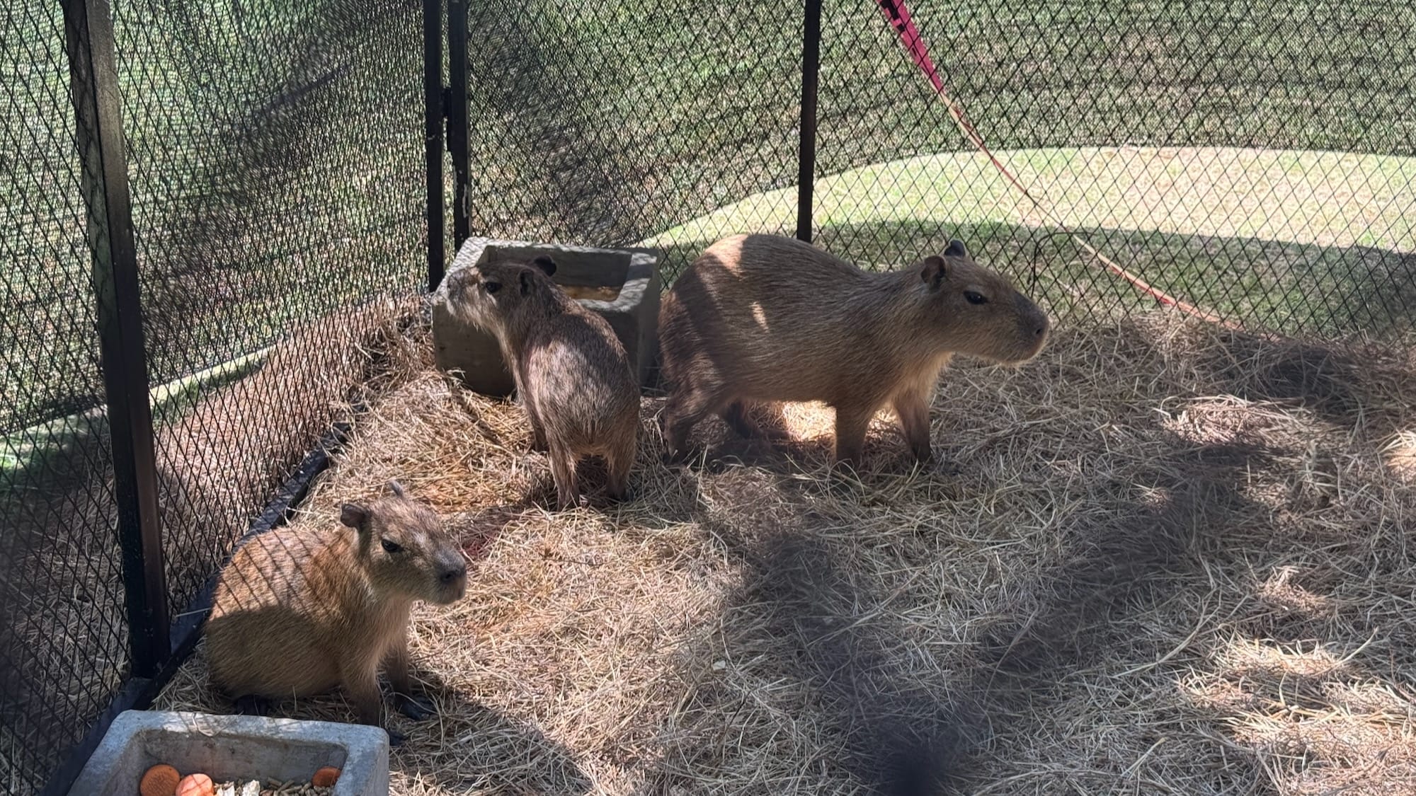 Three capybaras in a little enclosure with two boxes, one filled with food they just ate, and another with water.