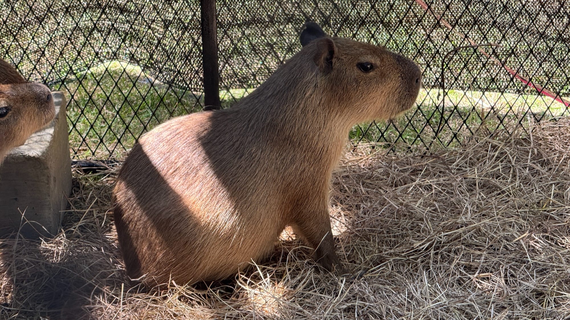 Capybara. There's another capybara peeking out from the edge of the photo.