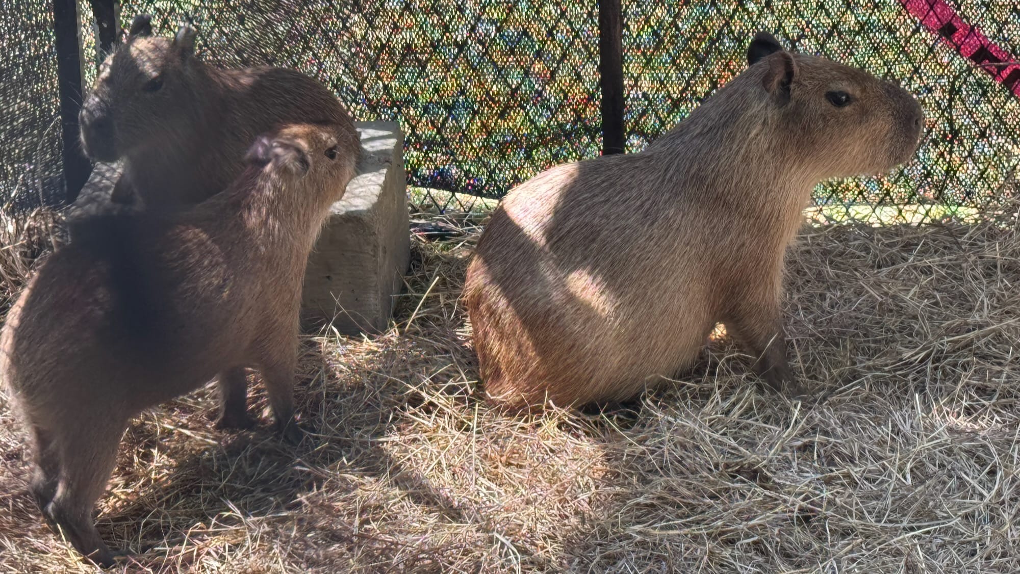 A capybara looking out into the distance, another capybara in a box of water, and another looking between the two.