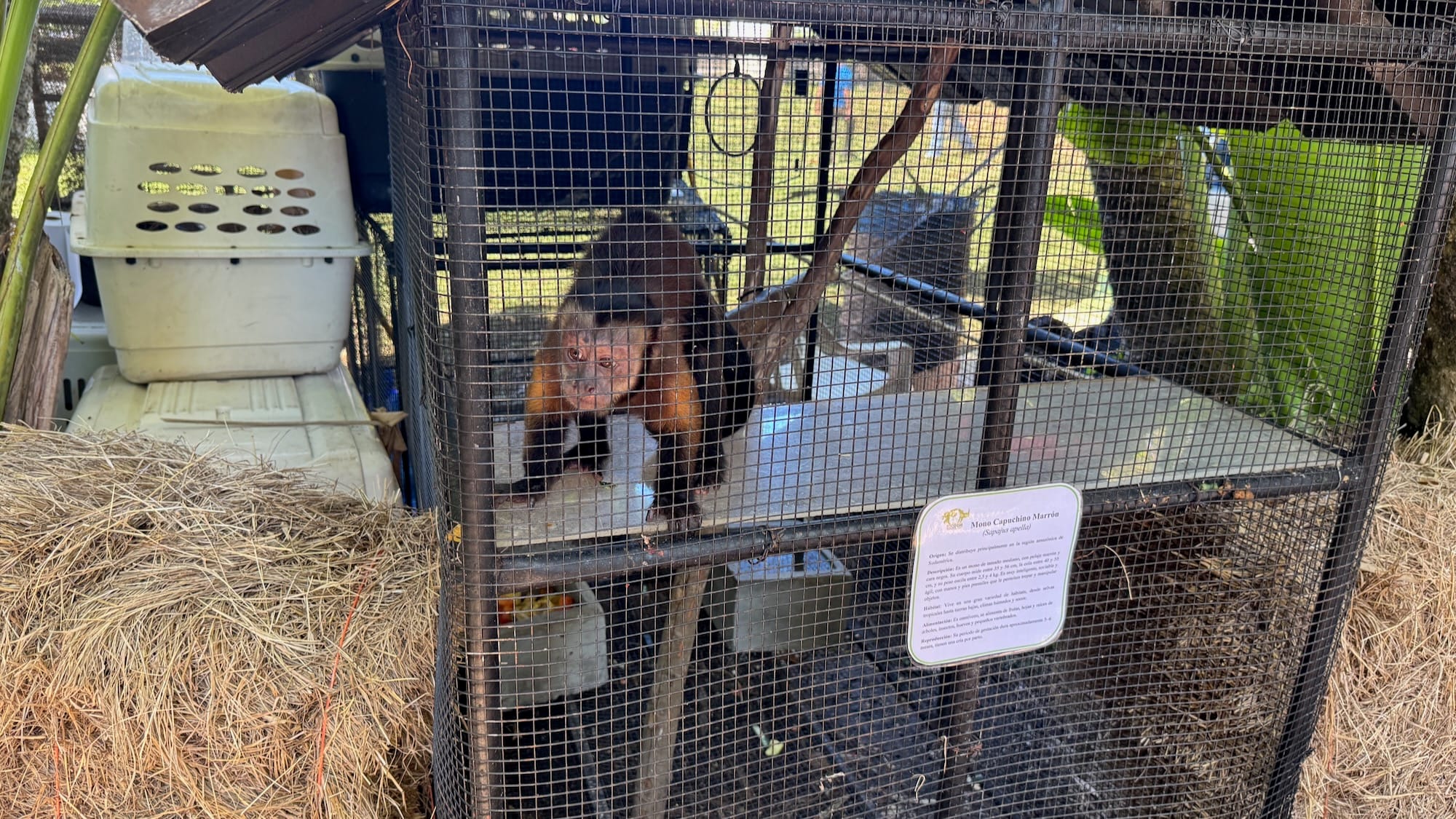 A brown Venezuelan brown capuchin (Mono Capuchino Marrón) in a large cage. It's taking a break after running and climbing around.