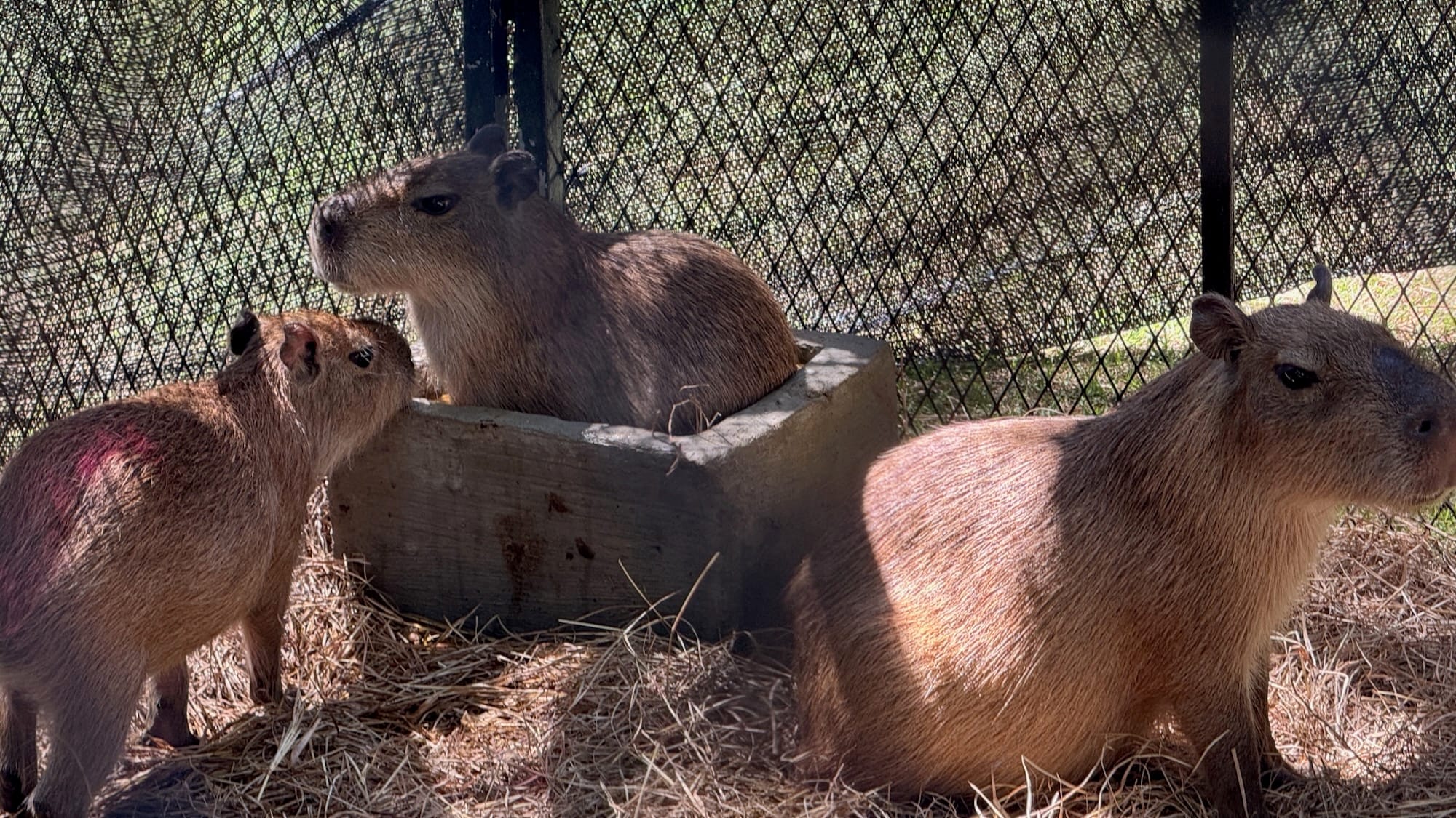 A capybara still looking into the distance, another capybara still in a box of water, and a third capybara moving close to the one in the water.