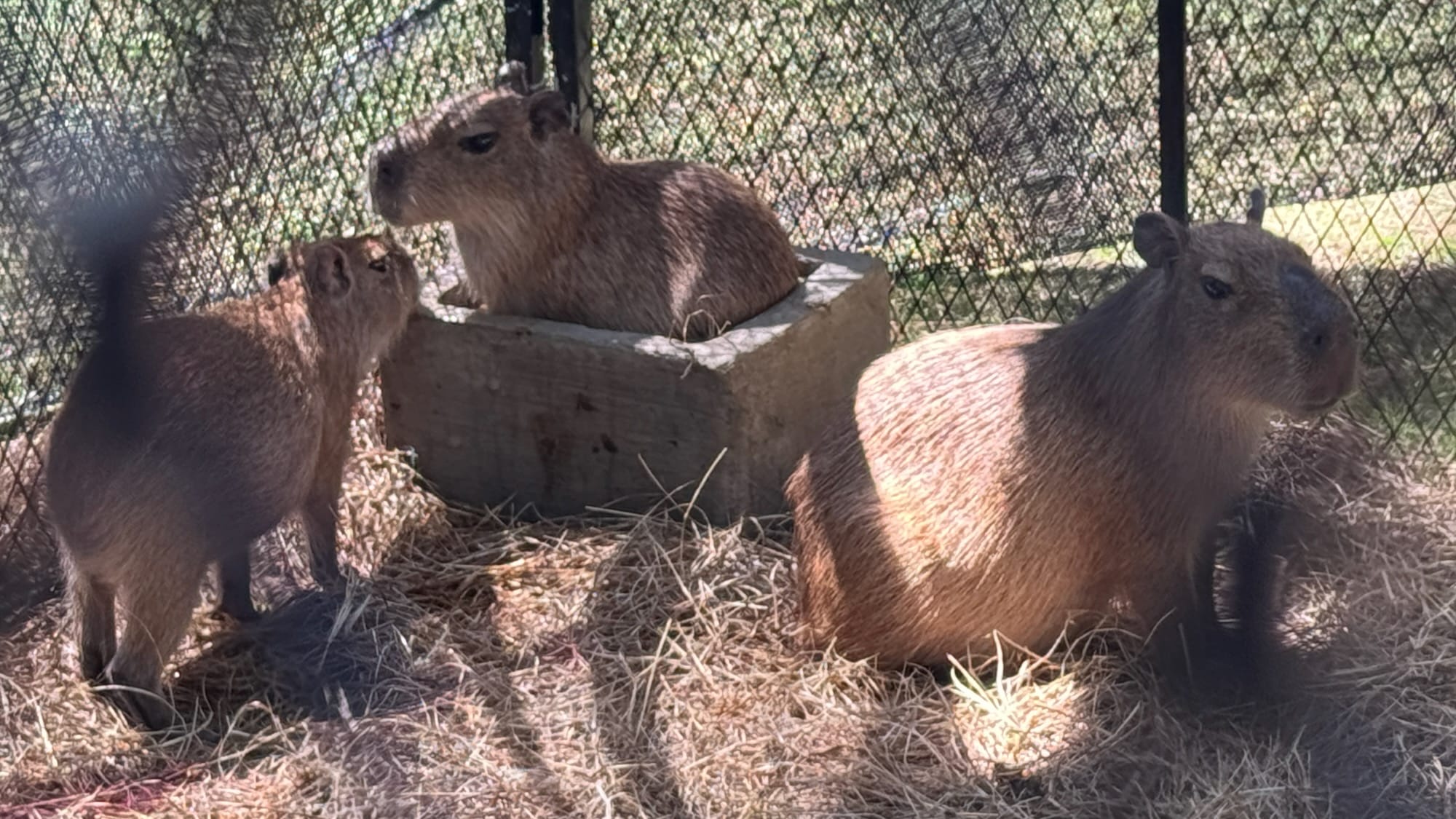 A capybara still looking into the distance, another capybara still in a box of water, and a third capybara moving close to the one in the water. Zoomed out.