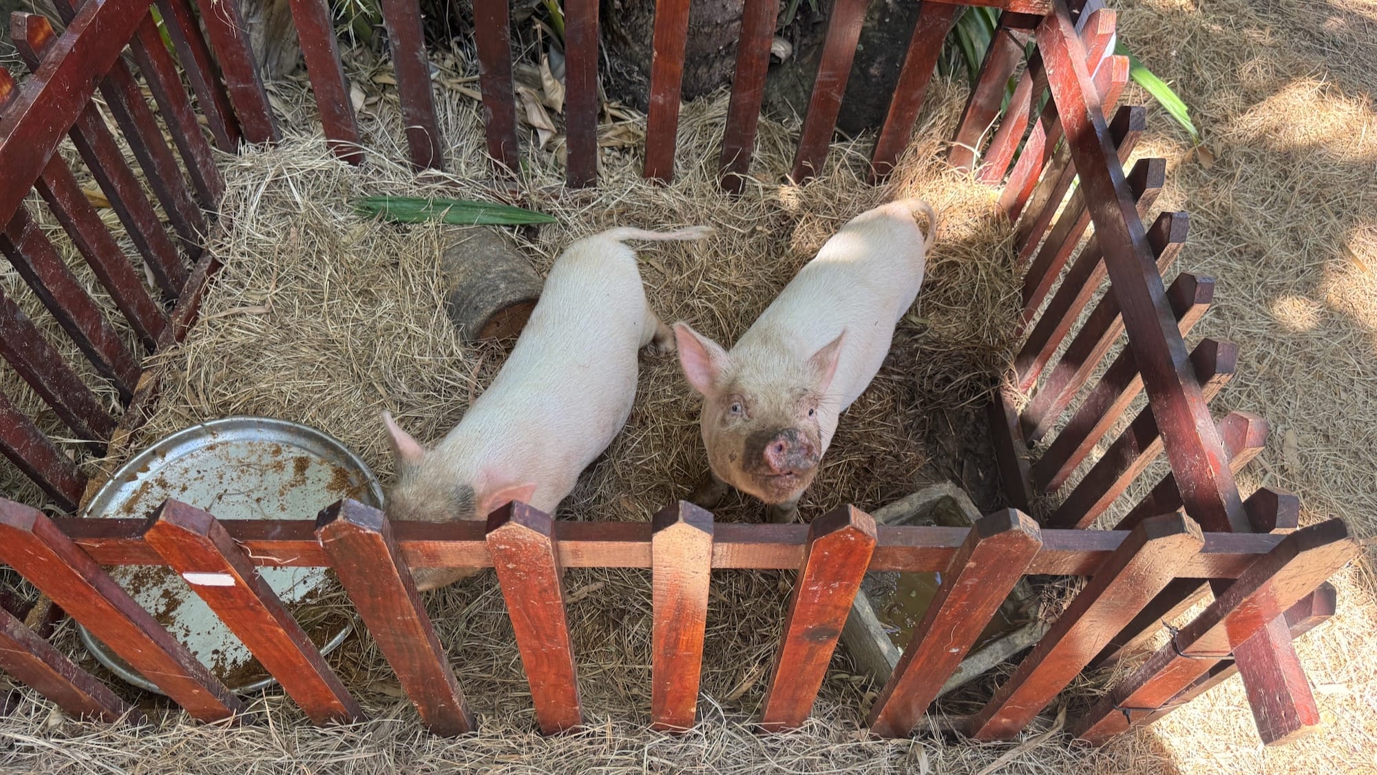 Two small domesticated pigs in a petting enclosure. One is walking while happily wagging their tail, while the other is looking at the camera and has a mildly dirty face.
