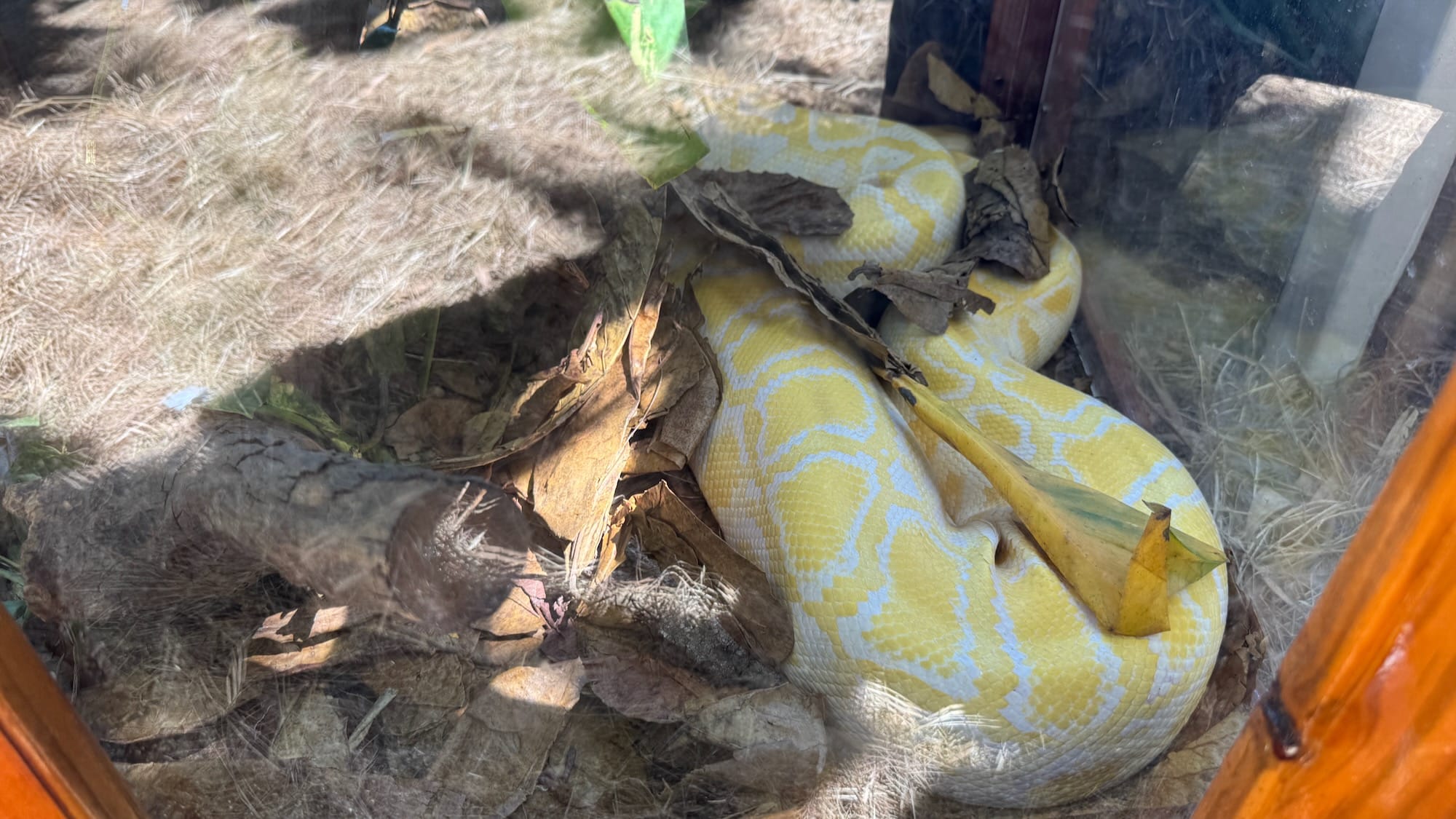 A large yellow and white Burmese Python. It's curled up, possibly sleeping. It's unclear where its tail and head are.