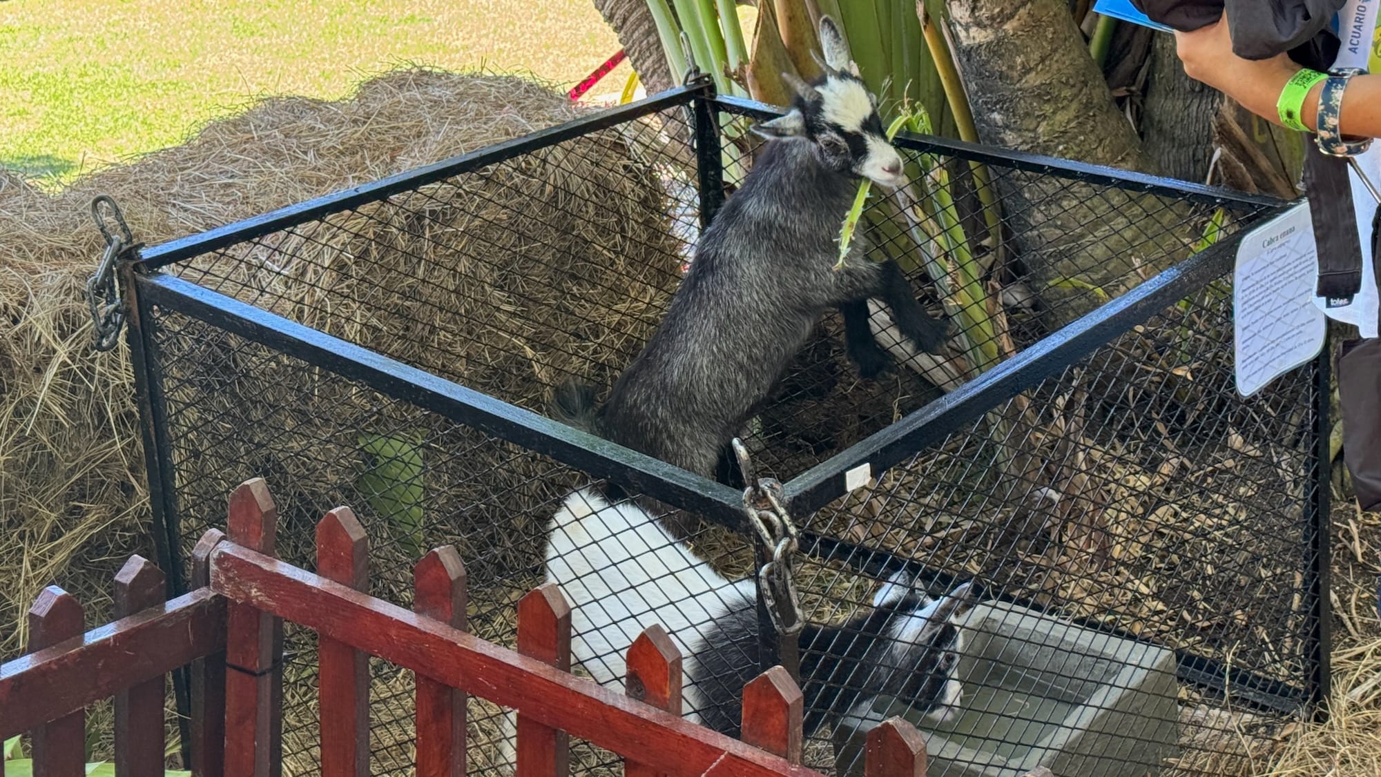 Two dwarf goats in a small enclosure, one of them drinking water. One is mostly black/dark grey with a mostly white face, while the one drinking water is mostly white with the neck and sides of their head being black.