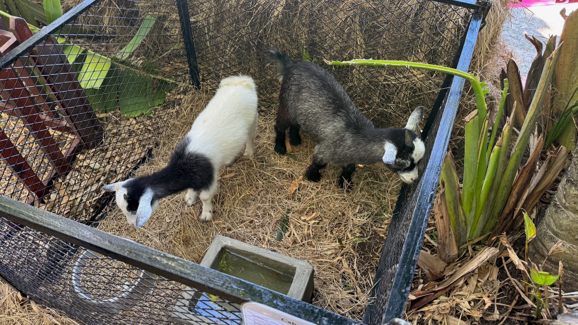 Two goats in an enclosure looking around. One is starring at a plant that they were previously biting.