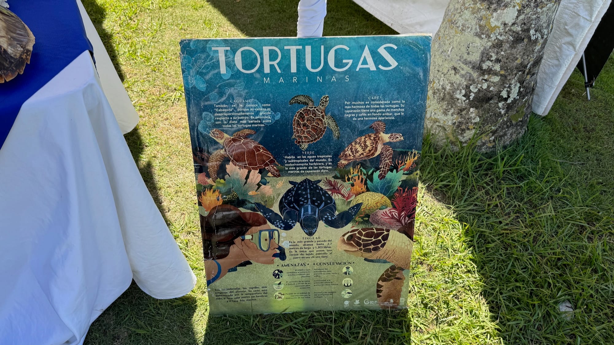 A poster from the Dominican National Aquarium showing different kinds of marine turtles.