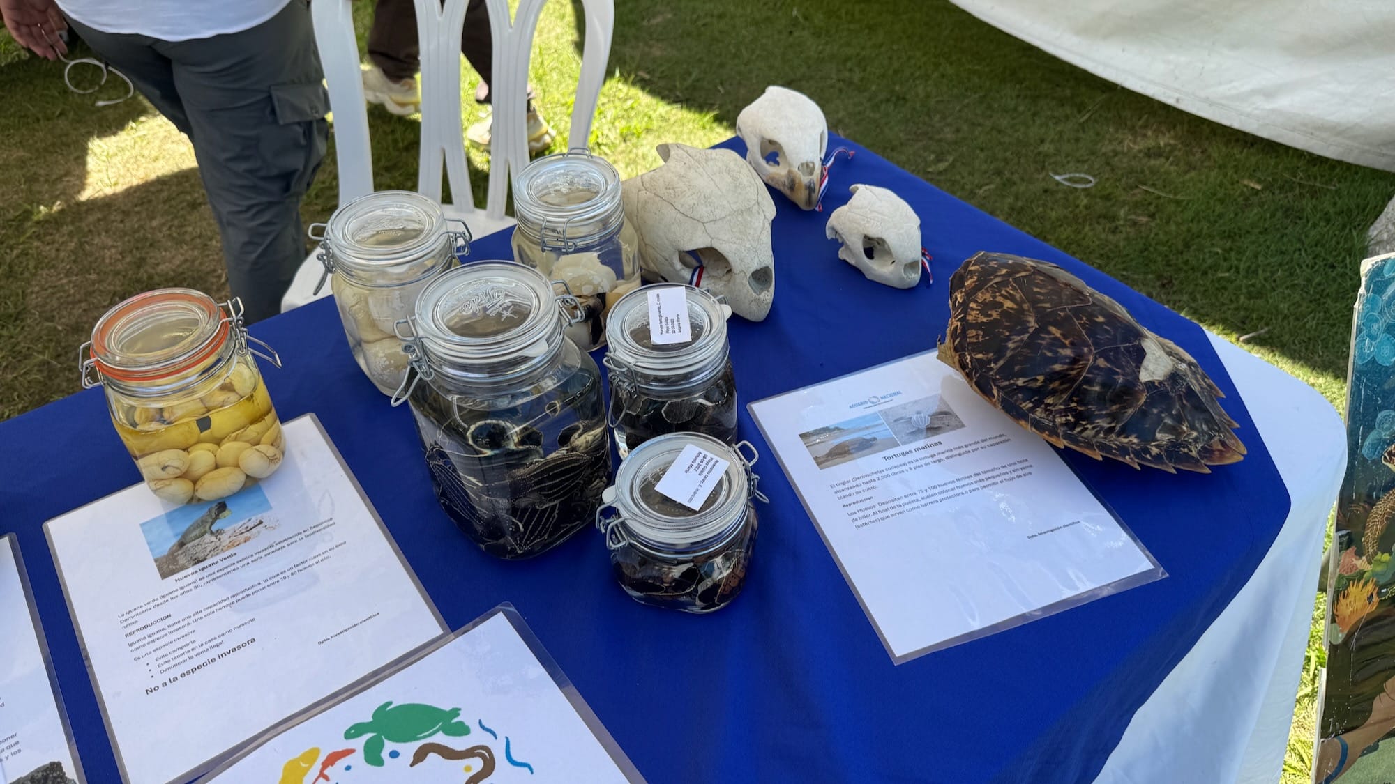 A bunch of jars with turtle eggs, turtle scutes, and turtle skulls.