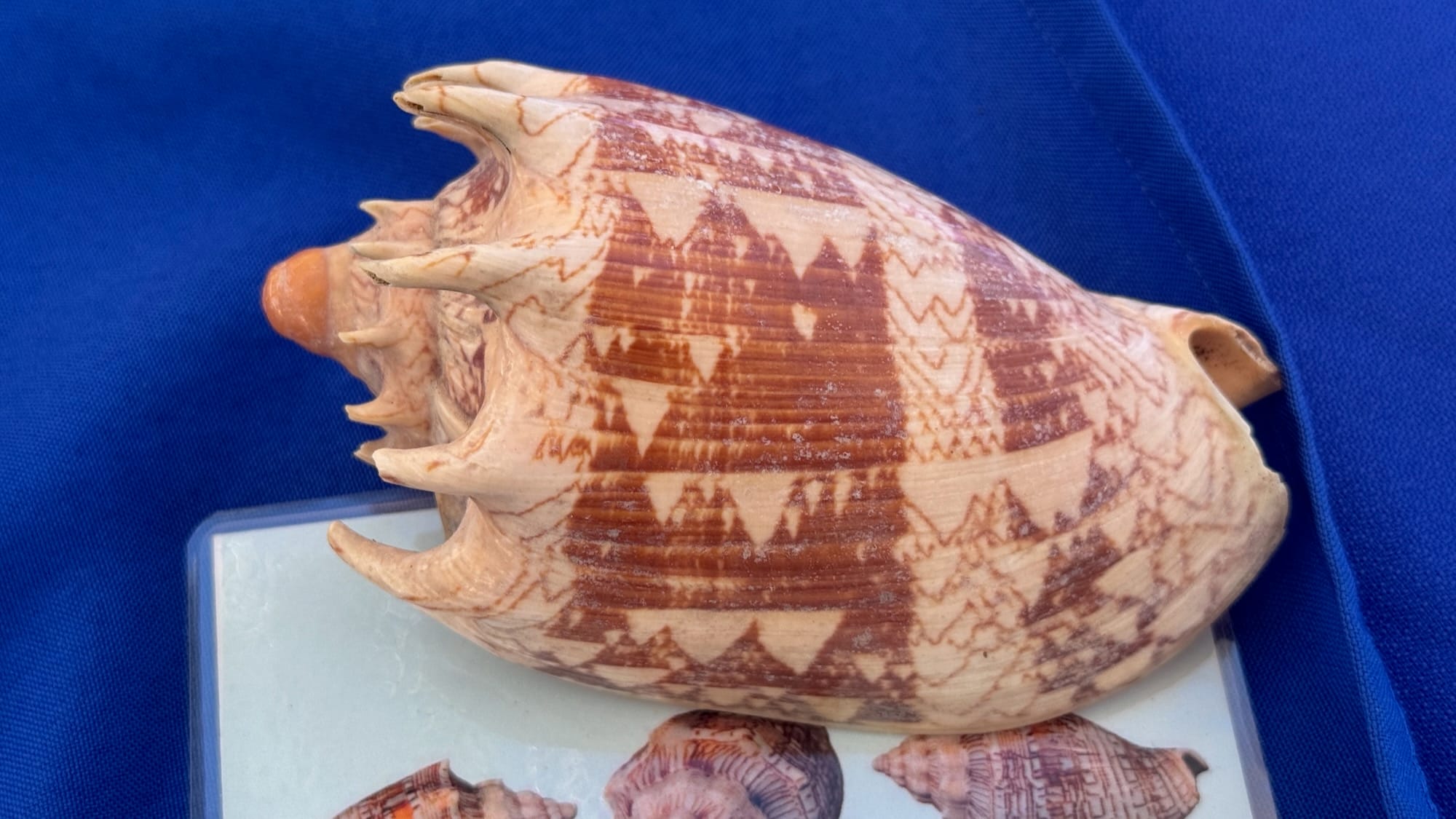 A musical conch, mostly light brown with a repeating triangular pattern in darker brown. A fun fact on its sheet reads "it got its name since its natural pattern resembles musical notes".
