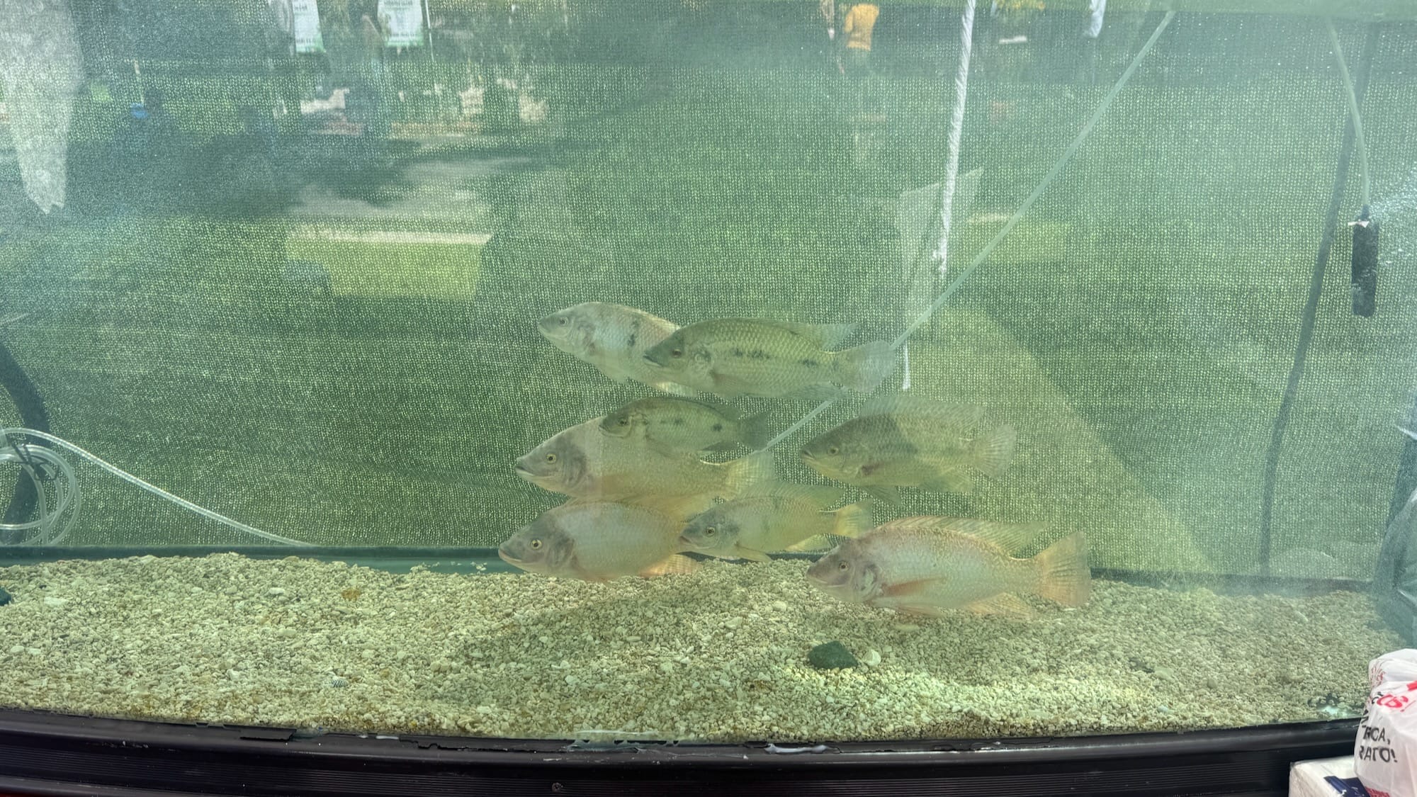 A bunch of silvery fish in a tank. They're all swimming to the same direction.