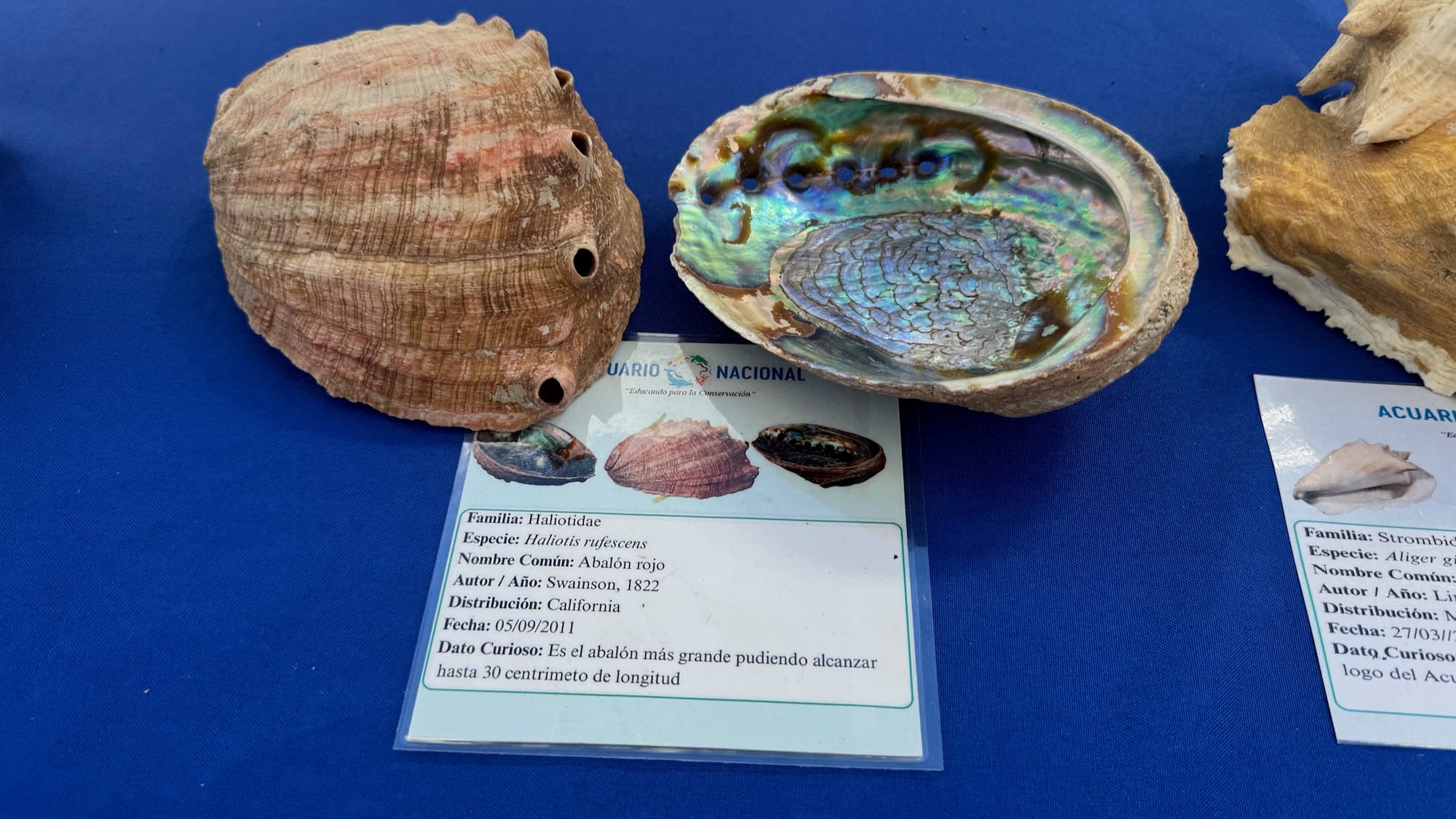 A red abalone shell, dated 2011-05-09. One of the shells is reflective from calcium carbonate. A fun fact on its sheet reads "it's the largest abalone, being able to be up to 30 centimetres long".