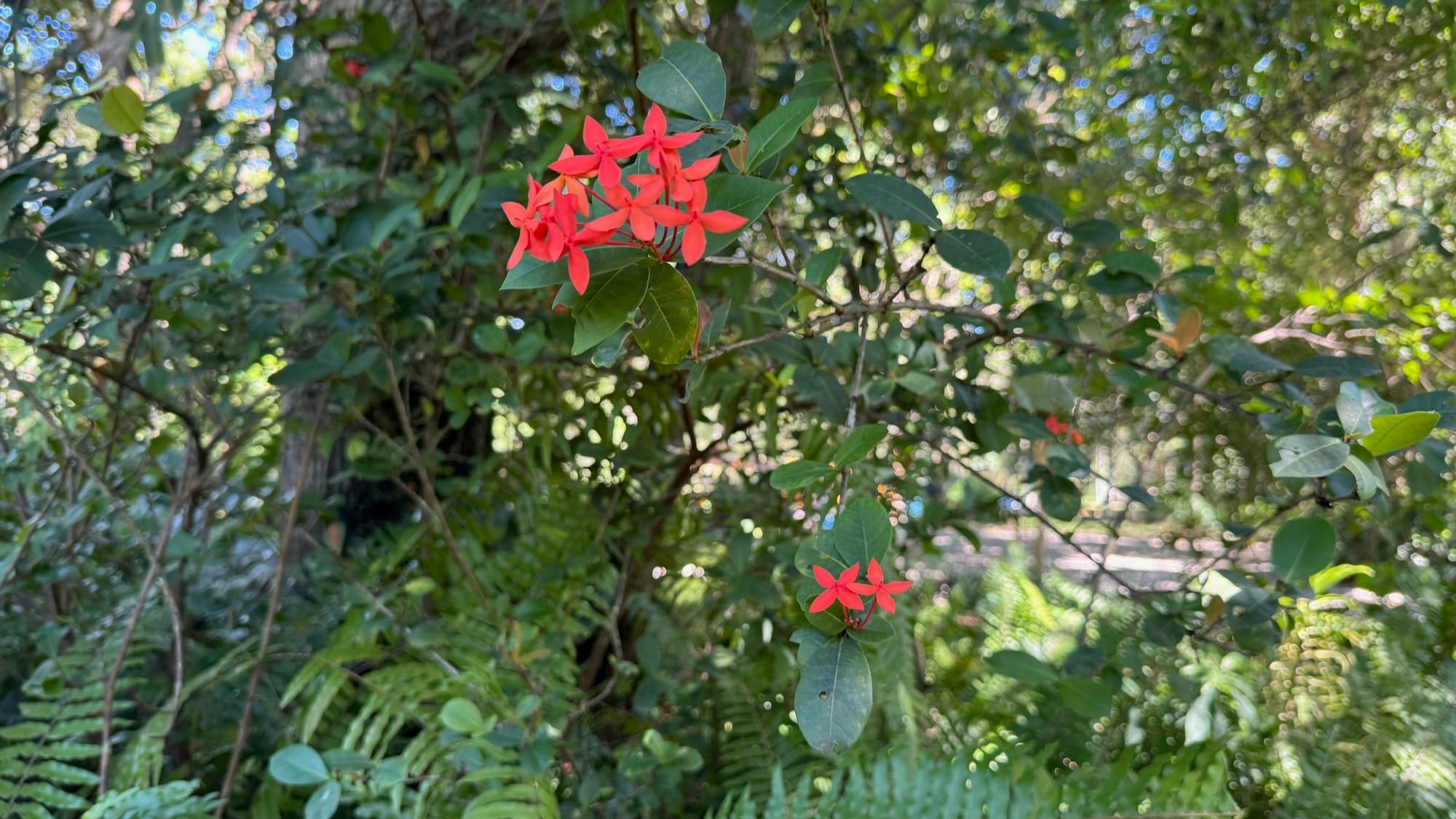 Some Ixora flowers growing from a plant.