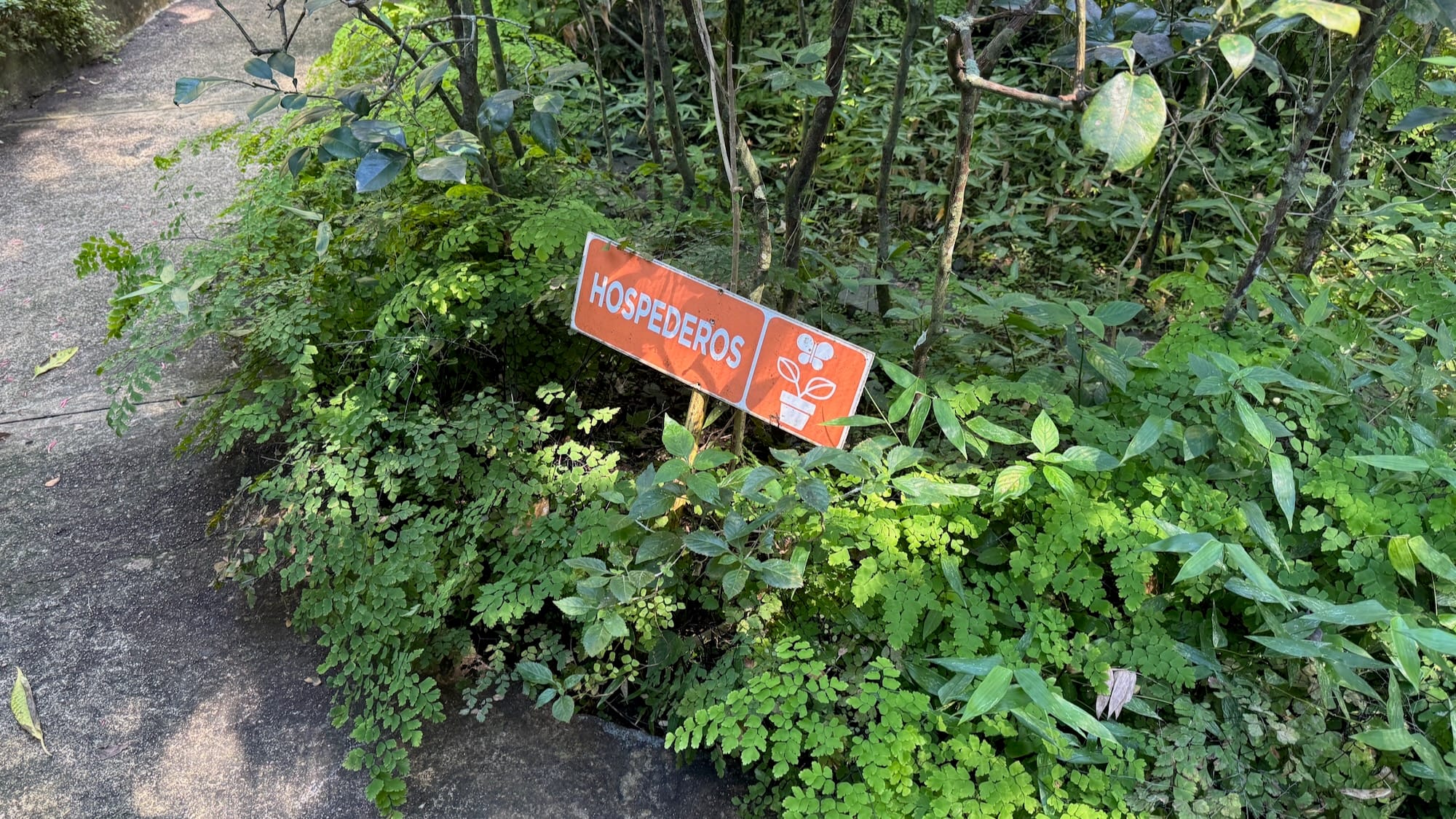 A sign in a butterfly house besides the pavement, nearly on the same level as the grass, reading "hospederos".