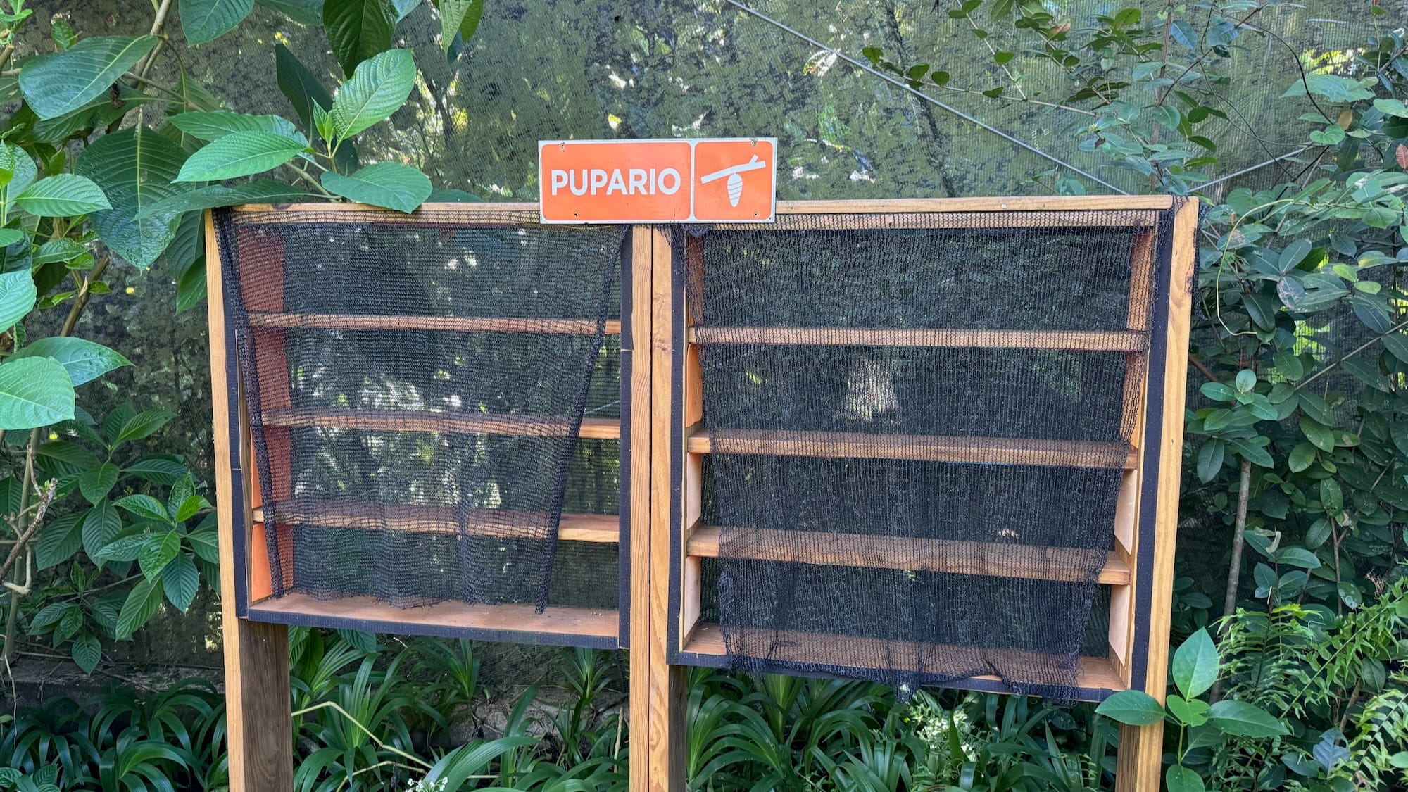 An empty puparium, with a sign on top of it reading "pupario" (Spanish for puparium). It's besides a bunch of plants.