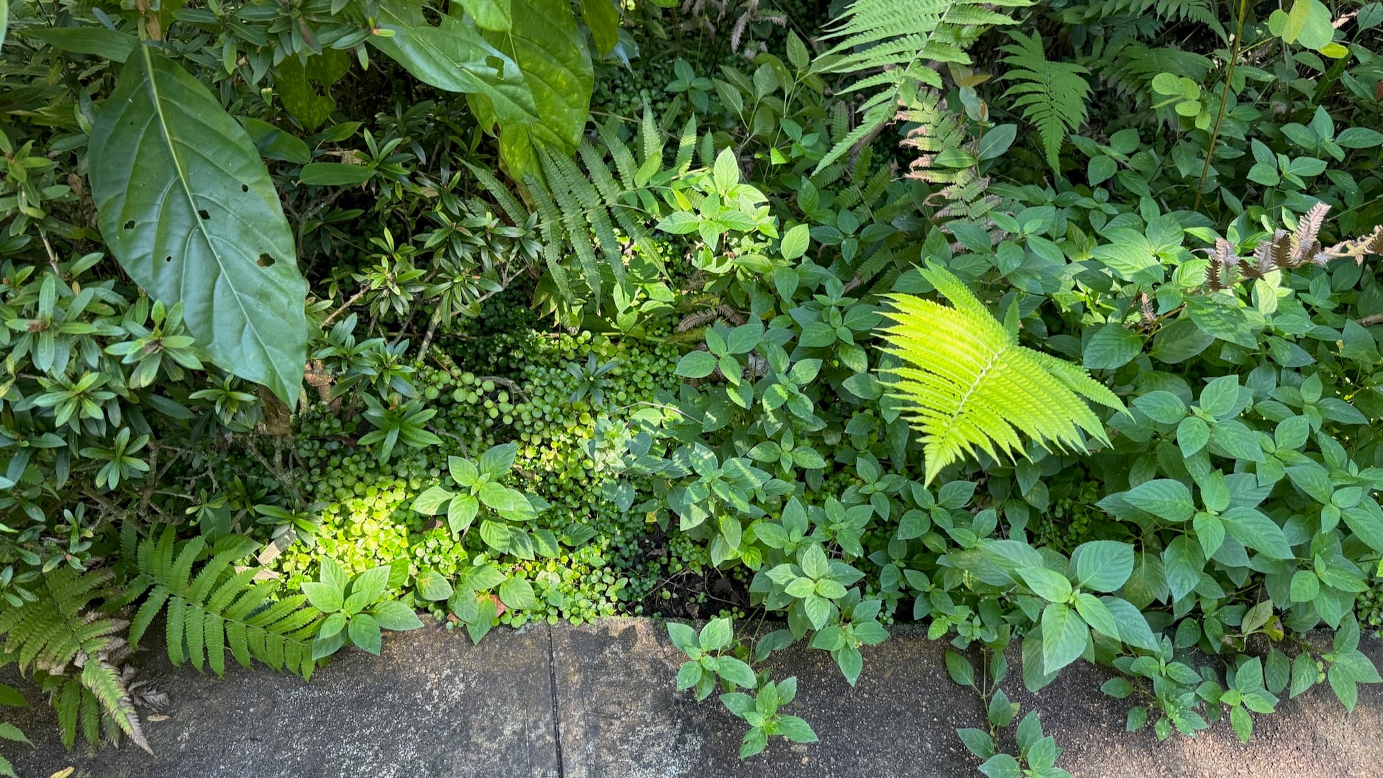 A bunch of vegetation growing next to some pavement.