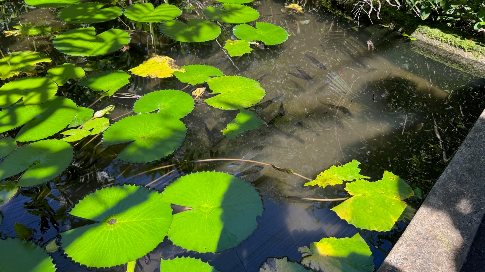 A small lagoon filled with lily pads, leaves from other plants, and small black fish.