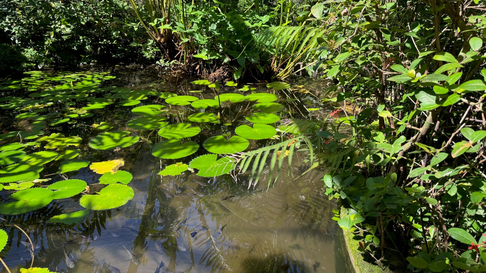 A small lagoon filled with lily pads, leaves from other plants, and small black fish. Wider shot.