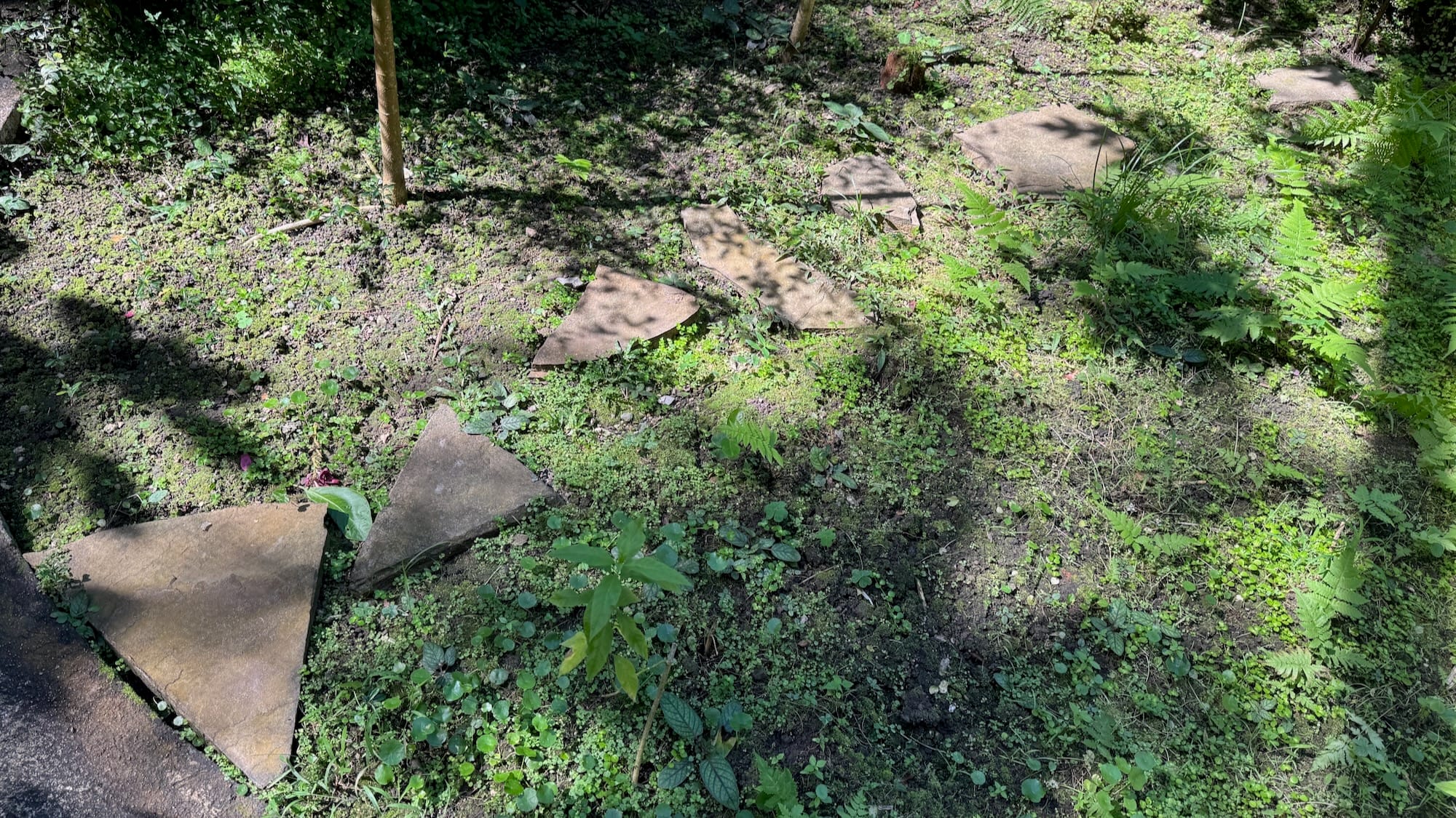 Some large flat stones making a small pathway across some dirt filled with weeds and other plants.