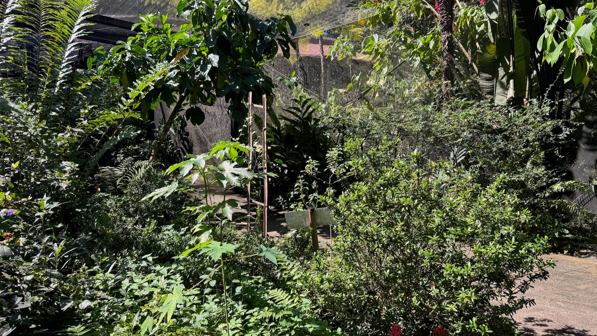 The view from behind of some signs in a butterfly house. The signs are slightly visible, obscured by the plants around.