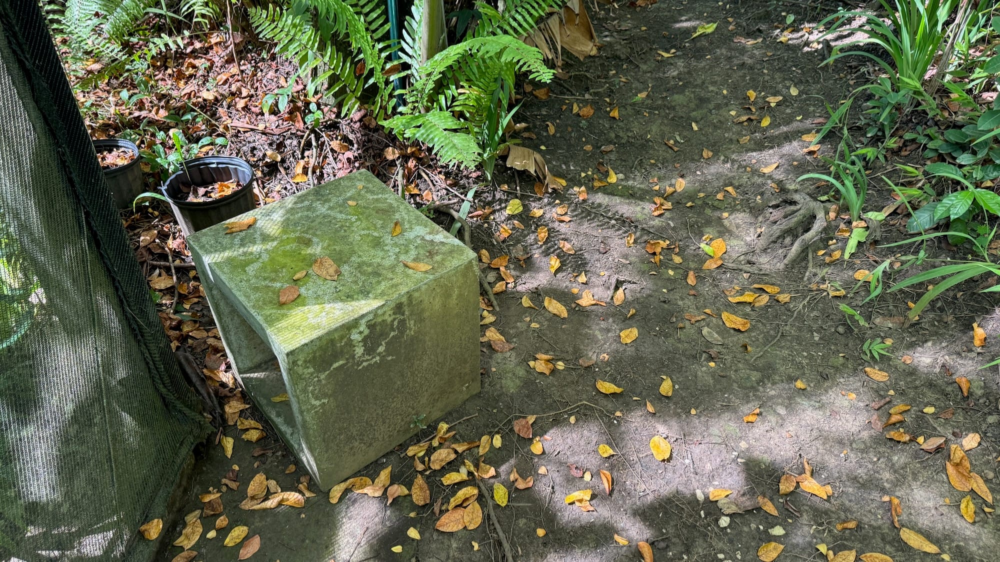 A bit of pavement surrounded by plants right outside of a butterfly house. There's some potted plants, and by the door there's a mossy concrete cube, possibly for someone to sit on.