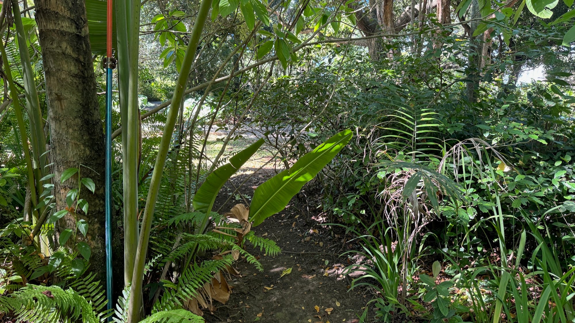 A view of the pavement from right outside of a butterfly house. It's surrounded by plants, some of which are blocking the view a bit. There's a blue and red pipe going up on the left.