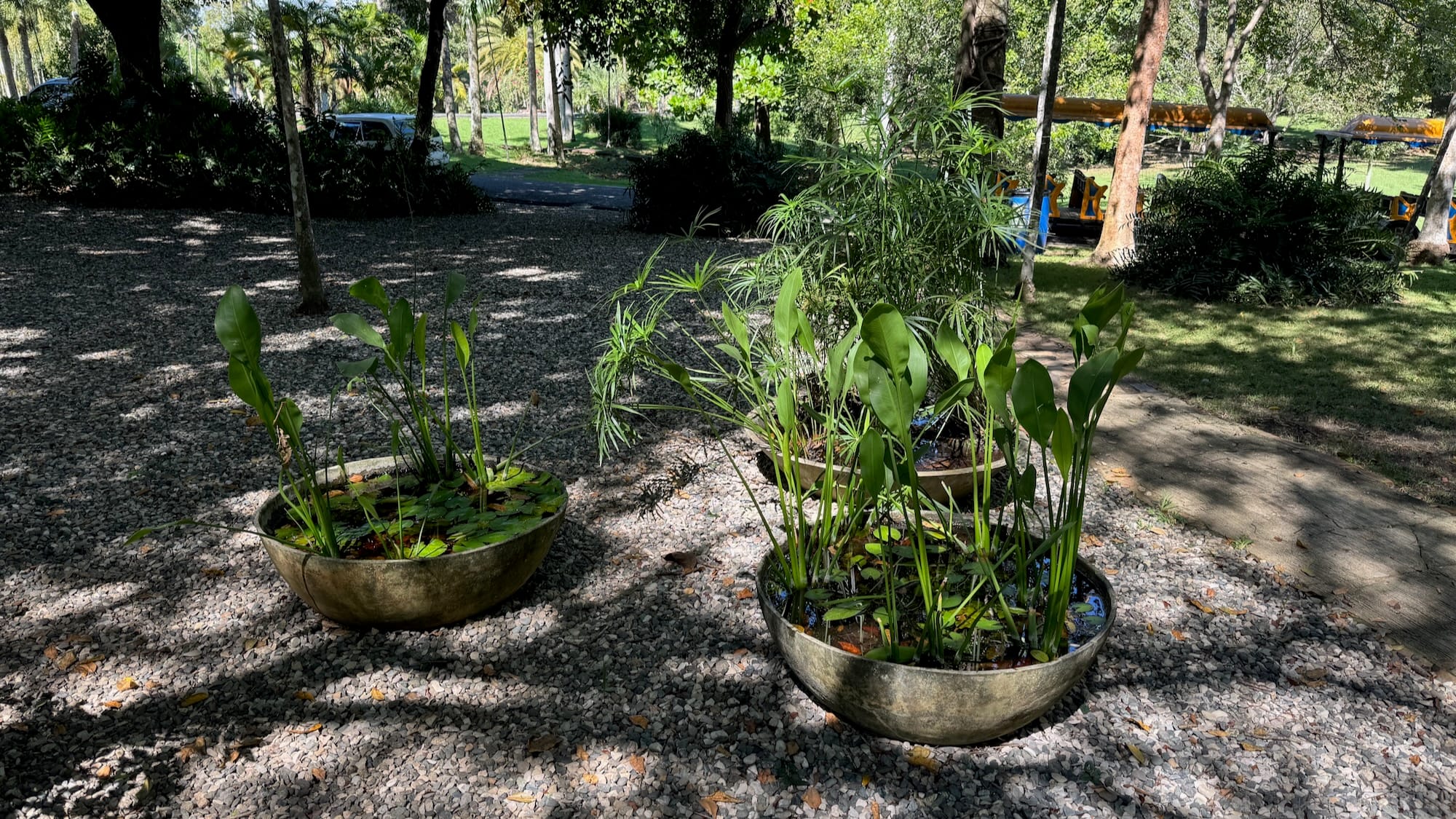Three small water gardens in a botanical garden. They're all filled with water, lilypads, leaves, and other plants. There's a yellow tour train visible in the background.