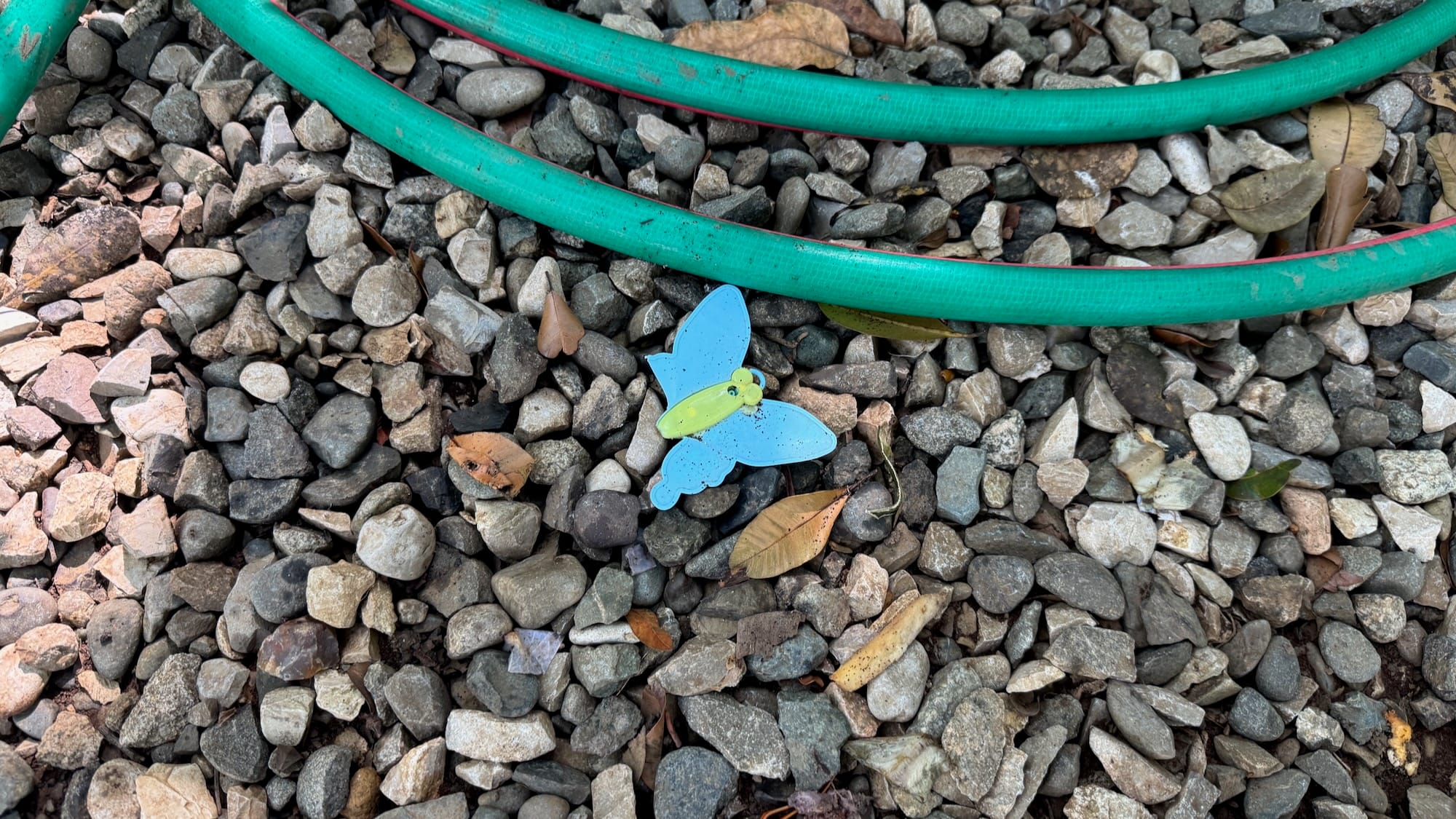 A fake butterfly in a pile of small rocks, next to a water hose. Part of its left wing is ripped out.