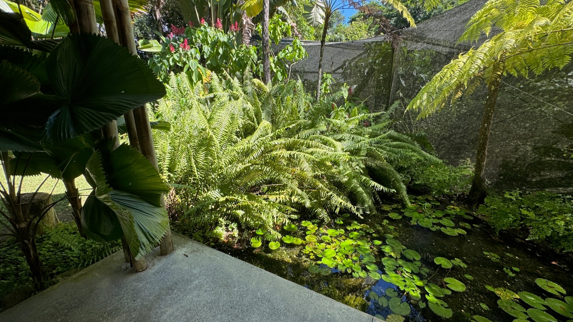A water garden filled with lilypads surrounding a butterfly house. One of its sides is covered by some very large ferns.