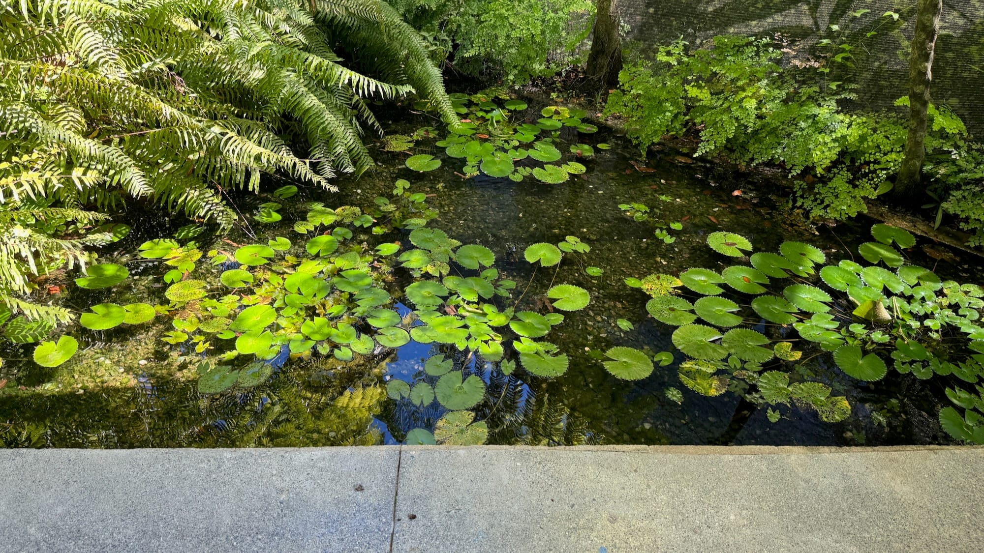 A water garden filled with lilypads surrounding a butterfly house. Viewed from directly in front of the pavement.