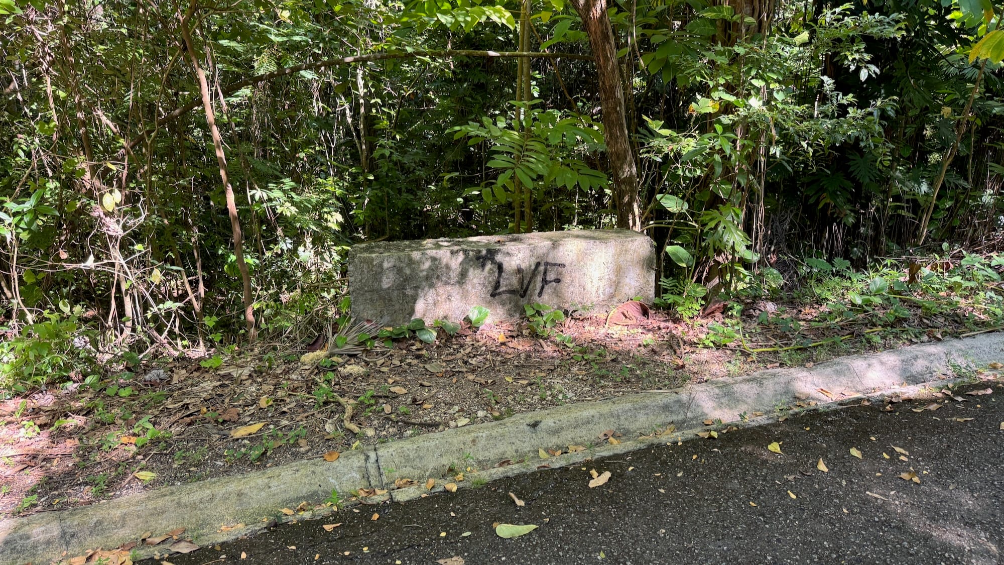 A concrete bench next to a road surrounded by trees and plants. There's some graffiti reading "LVF".