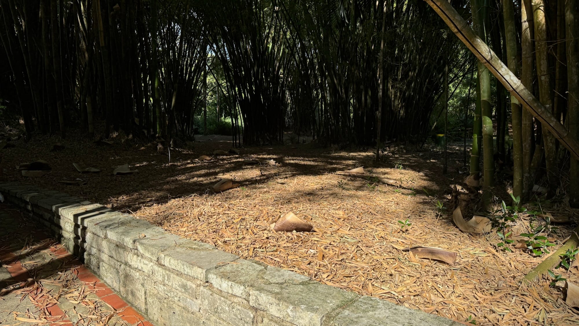 A small bamboo forest with multiple groves of bamboo growing across it. It's sticking out from the ground via a stone brick wall.