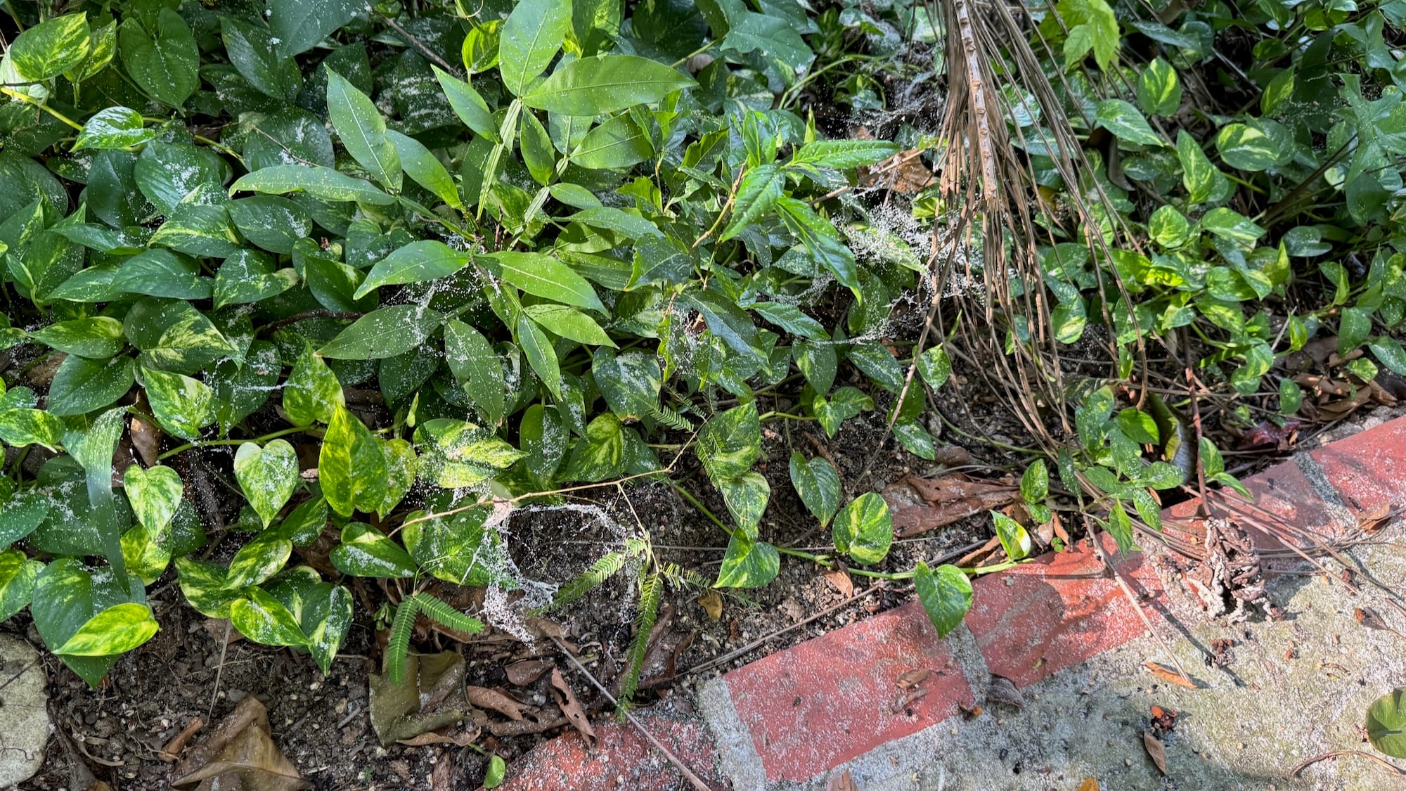 A bunch of plants and leaves right next to a brick pavement. Some cobwebs are fully revealed as they're covered in dust.