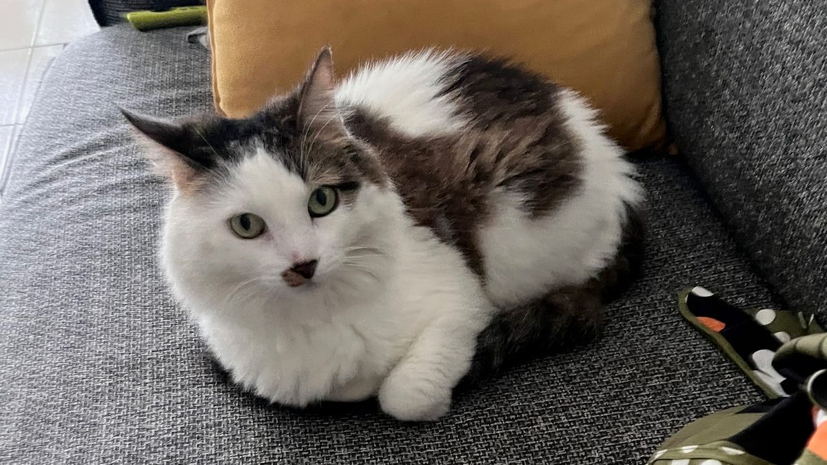 My cat, Maya. A green-eyed white and black cat.
