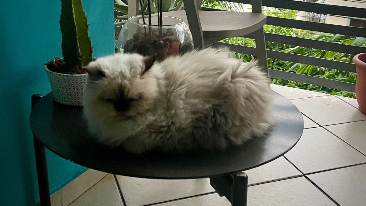 A small Persian-Himalayan cat called Tita in a small table with a cactus. 