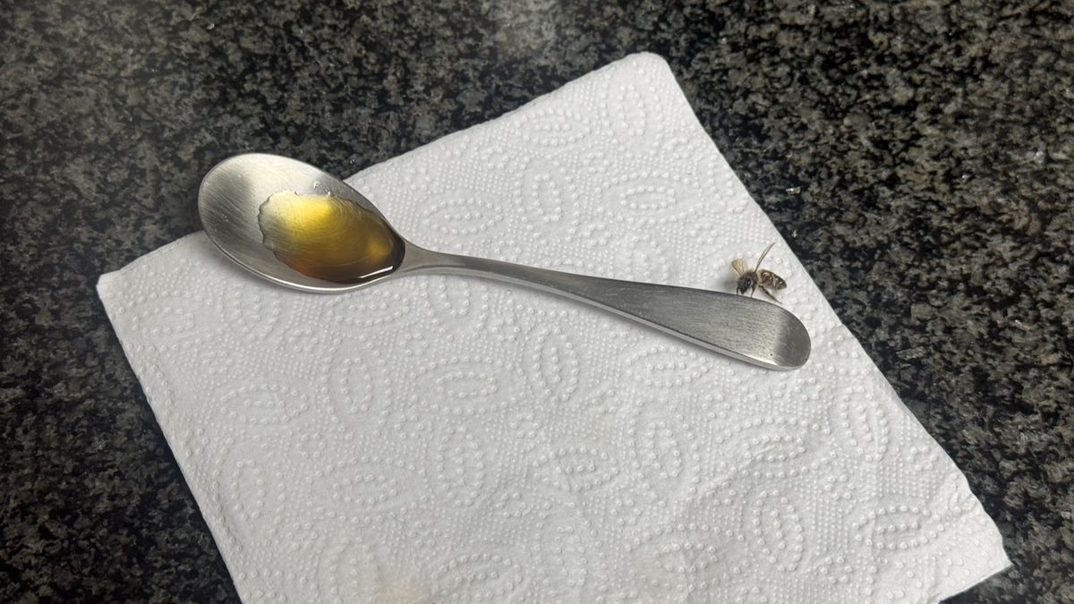 A photo of a small bee worker in a paper napkin next to a spoon with honey. It almost looks like she's trying to pick up the spoon (she isn't actually).