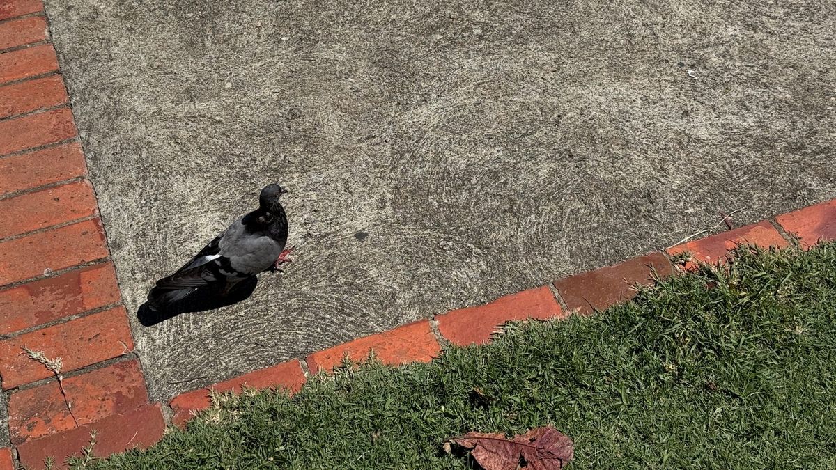 A pigeon wandering around the Santo Domingo Botanical Garden.