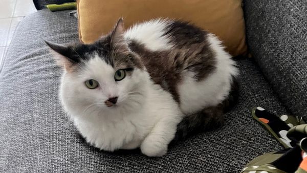 My cat, Maya. A green-eyed white and black cat.