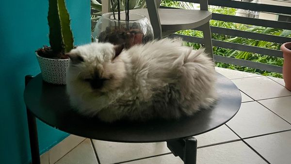 A small Persian-Himalayan cat called Tita in a small table with a cactus. 