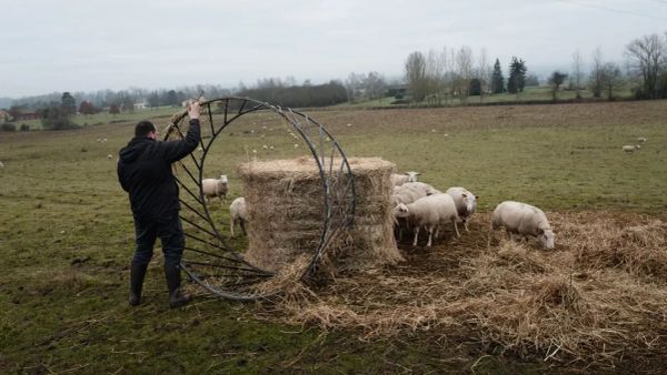 Un agriculteur place une structure métallique autour d'une botte de foin pour nourrir un troupeau de moutons dans un champ.
