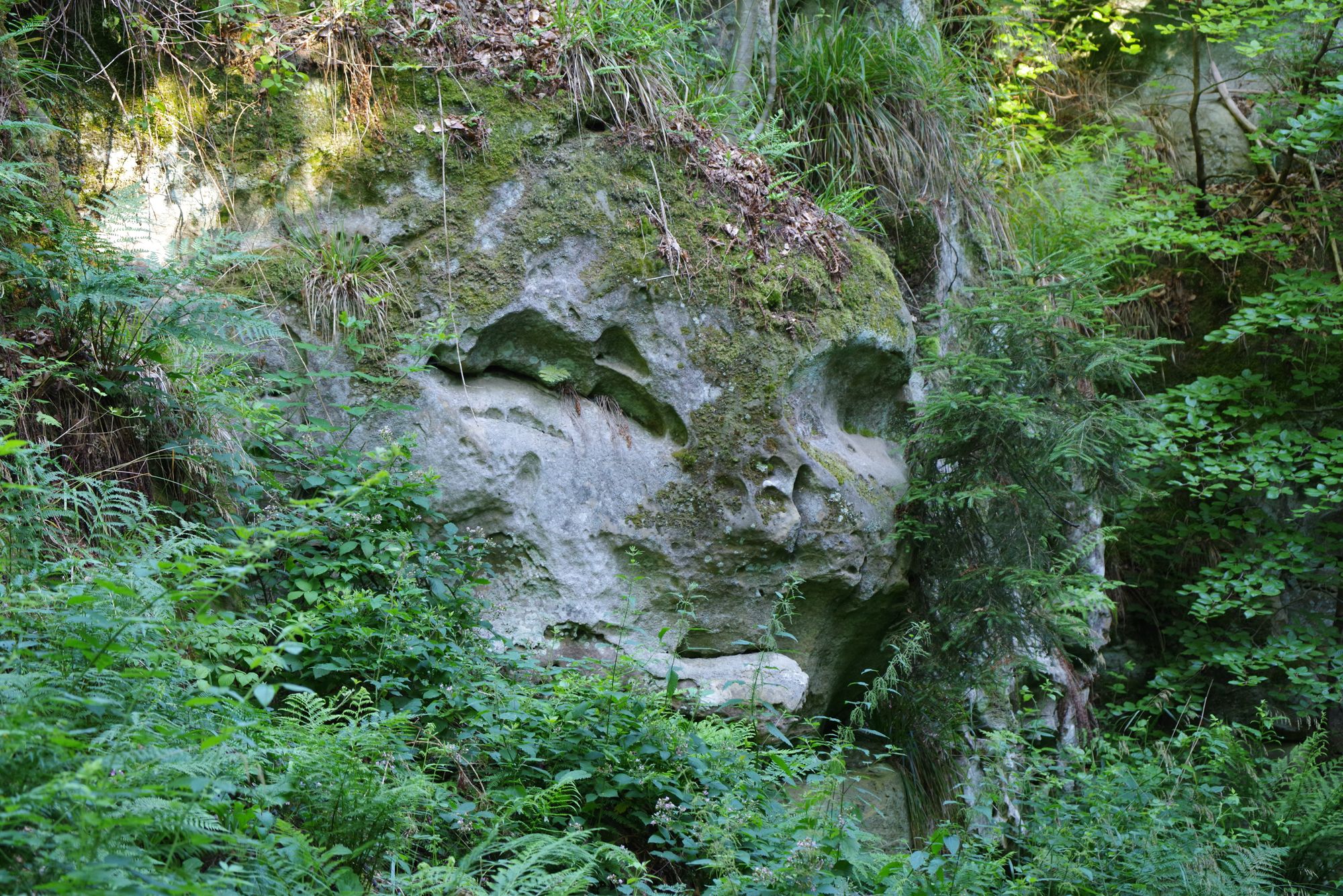 Kodama