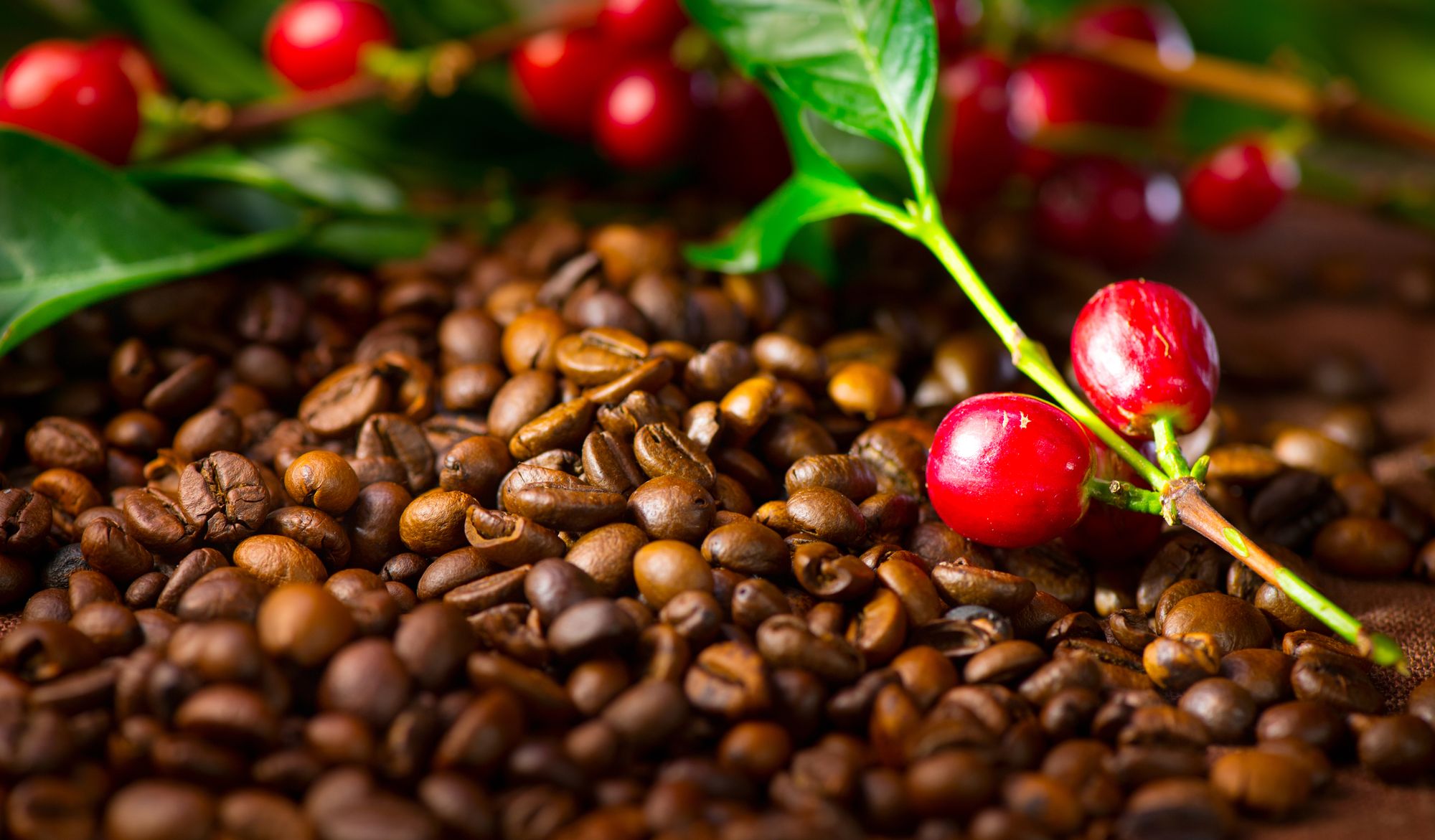 Coffee Beans