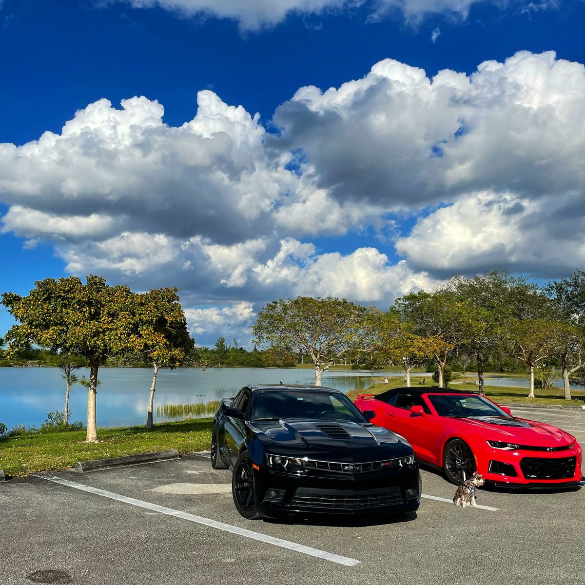 Cars