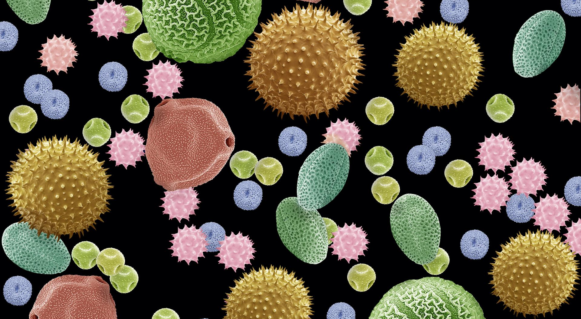 Pollen grains (false color) seen with an electron microscope