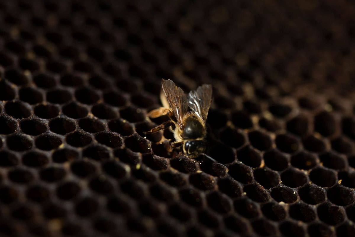 El Enjambre Sordo: La Abeja como Tecnología de Fractura Dimensional - Día 19